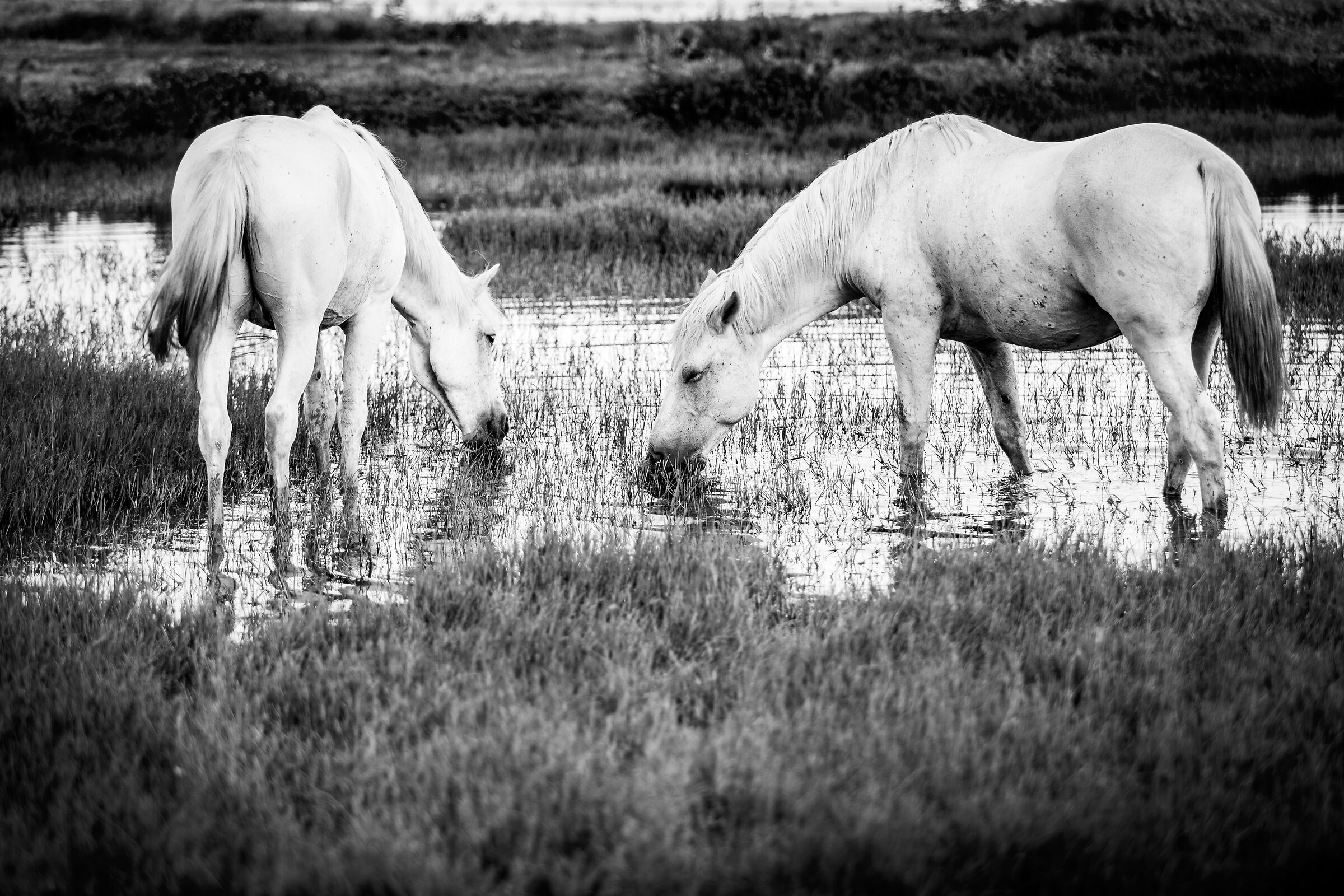 Camargue horses grazing....