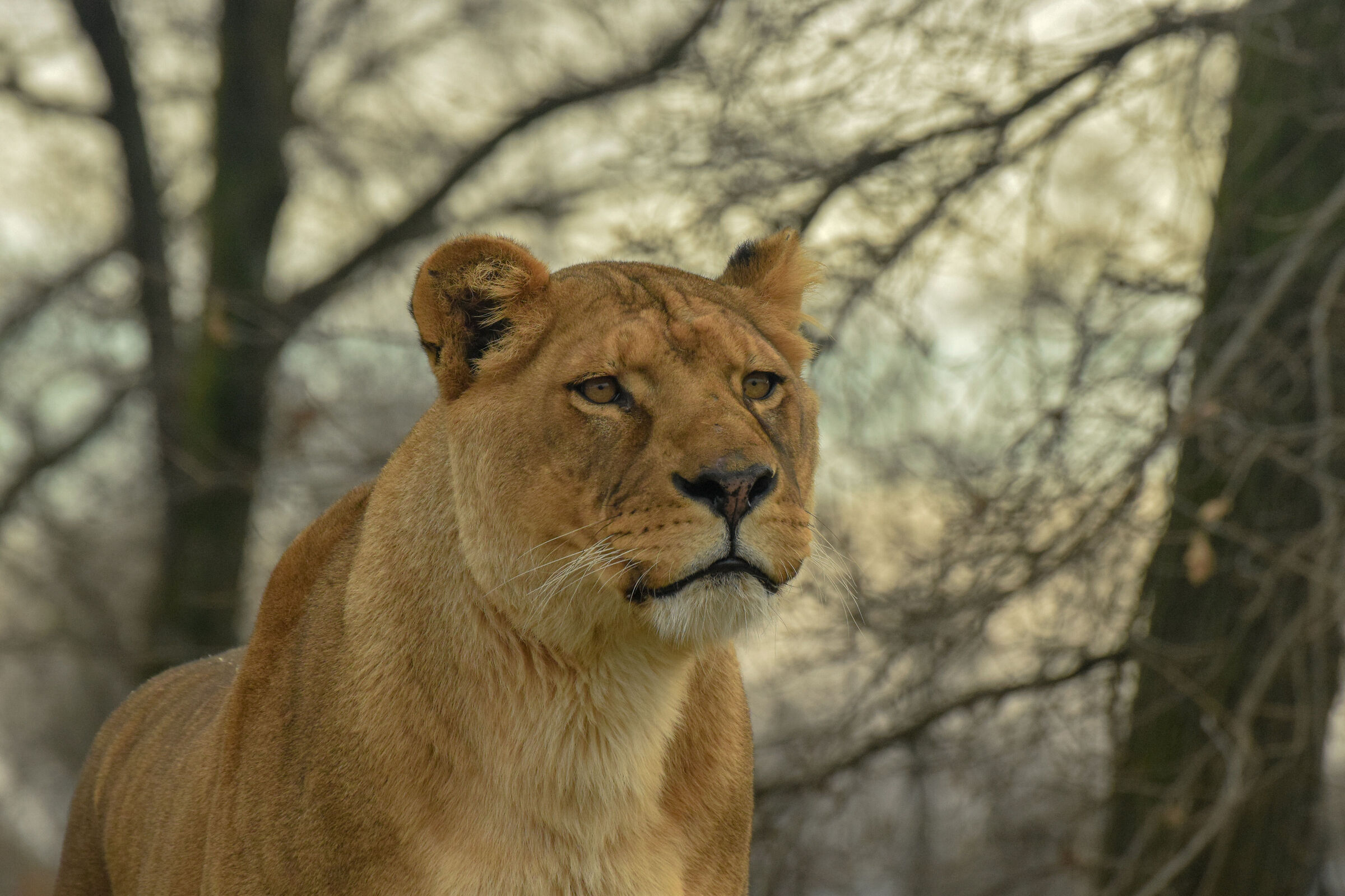 Lioness 2...