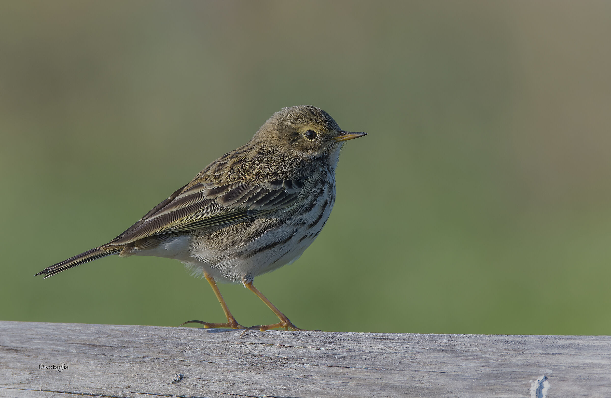 Meadow pipit...