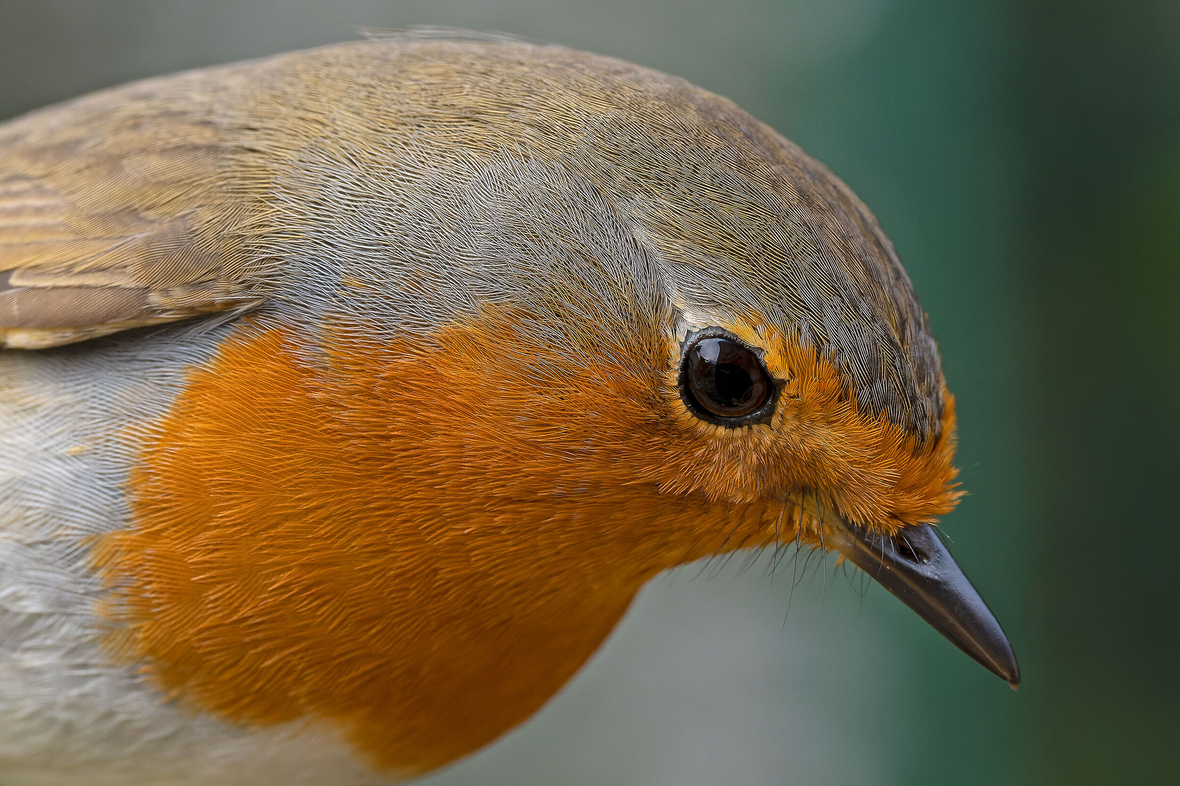 Close-up in Robin...