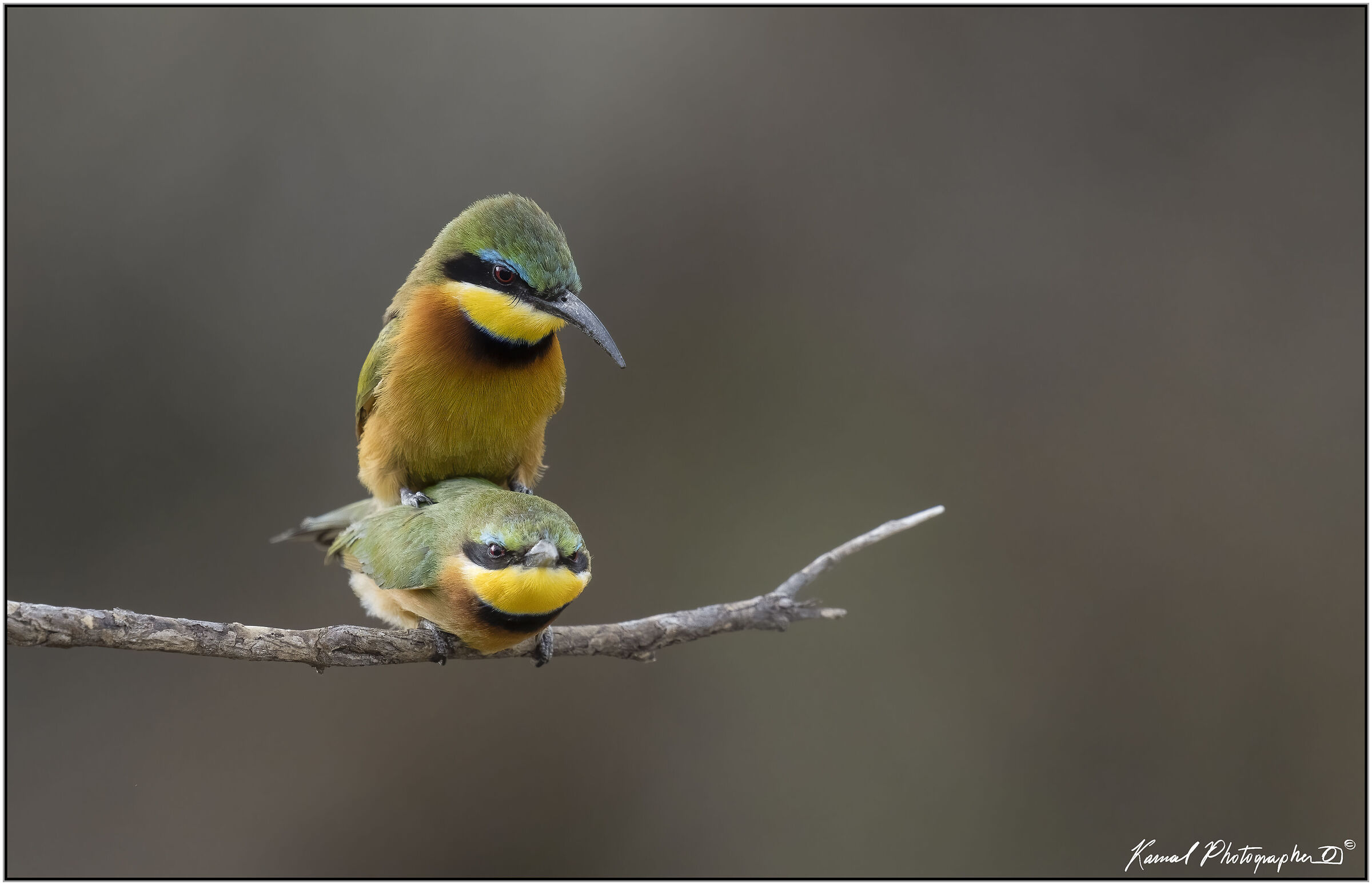 (Lesser bee-eater) (Merops pusillus)...