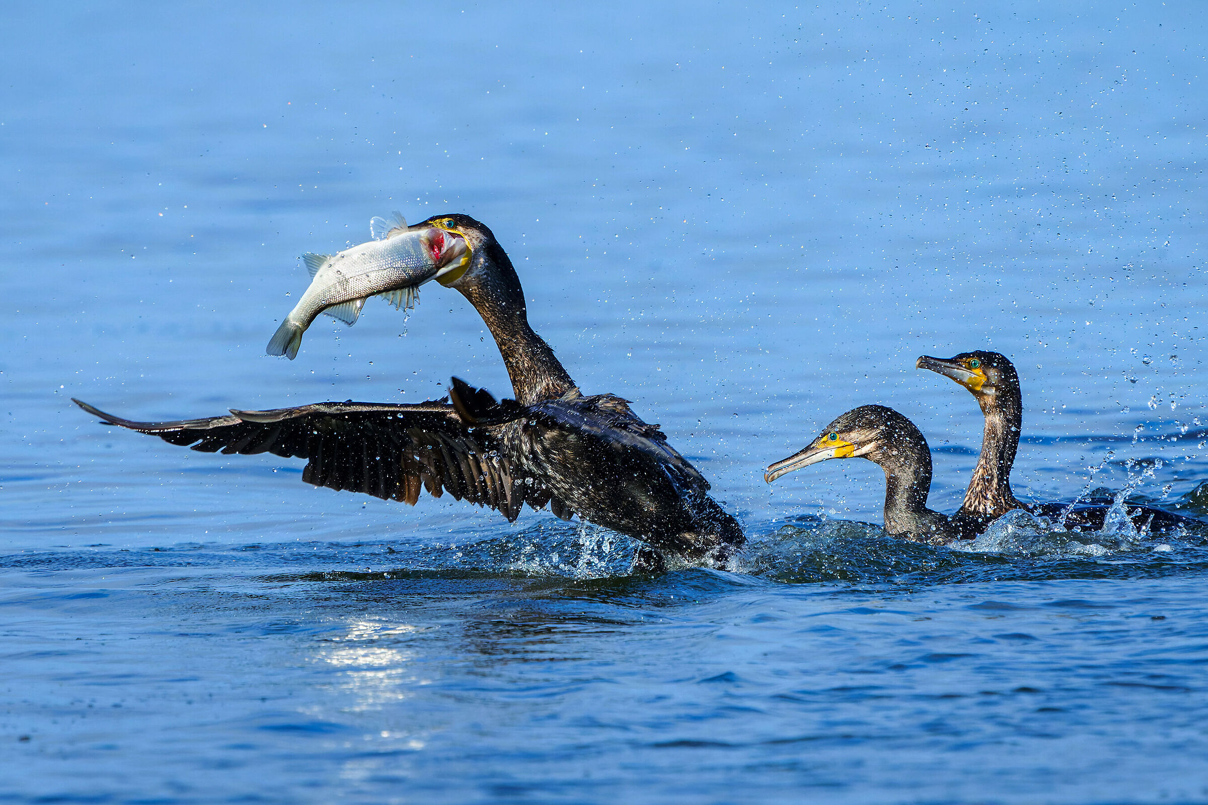 La pesca dei cormorani...
