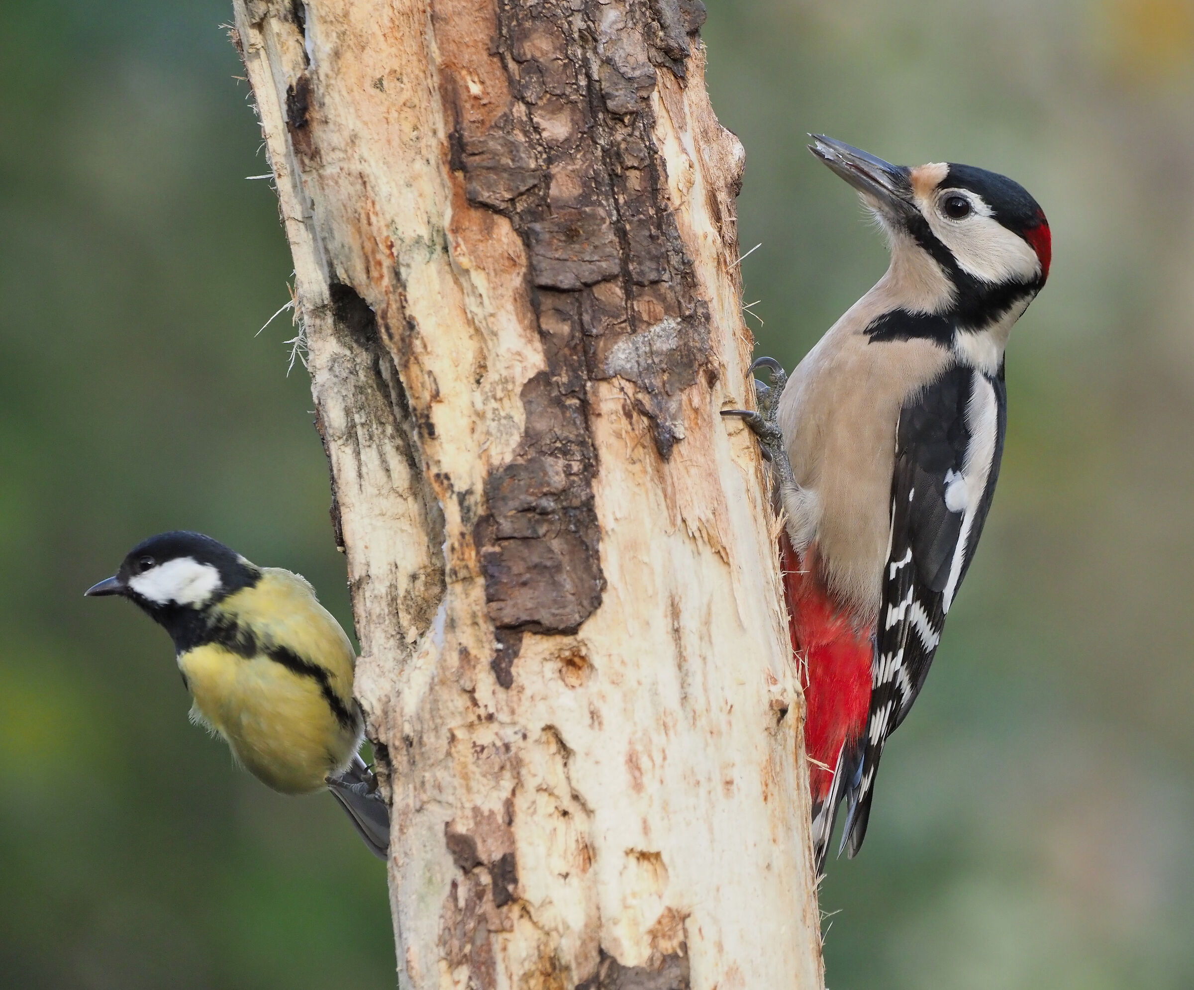 Woodpecker and...