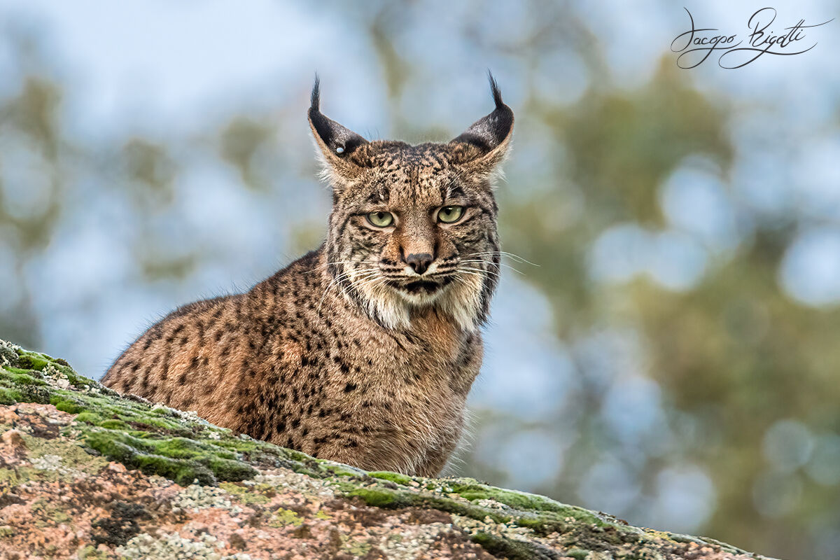 Iberian lynx...