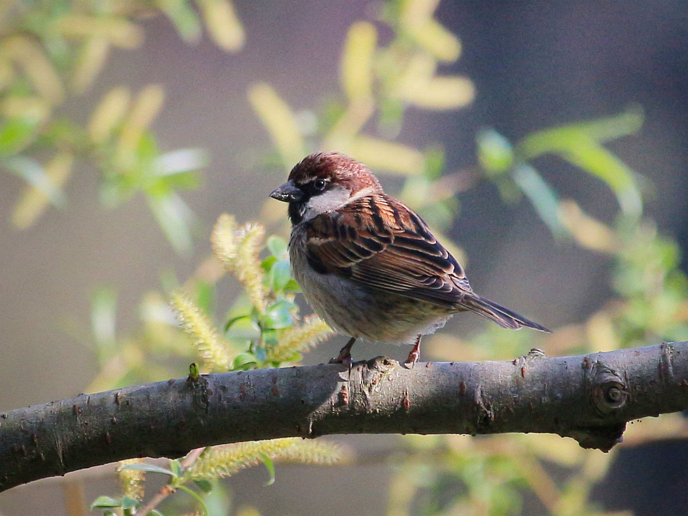 Male Sparrow...