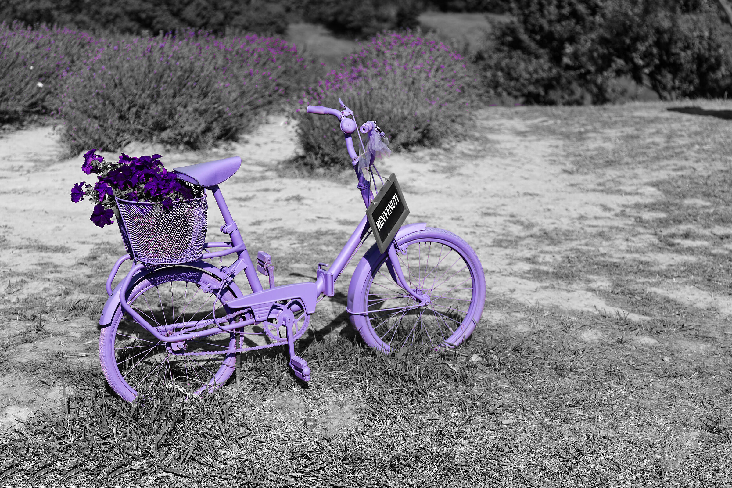 Bike - lavender...