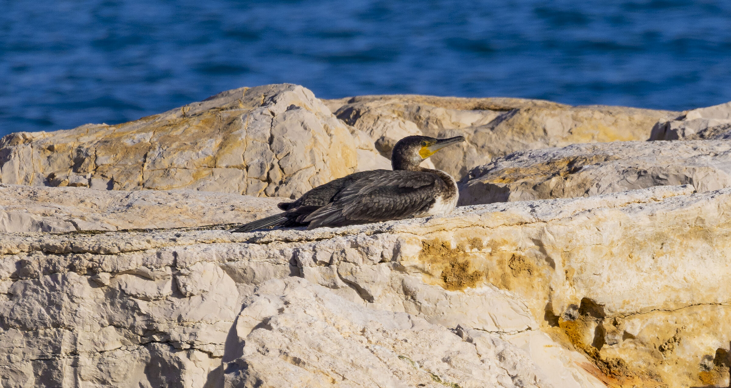 lying cormorant...