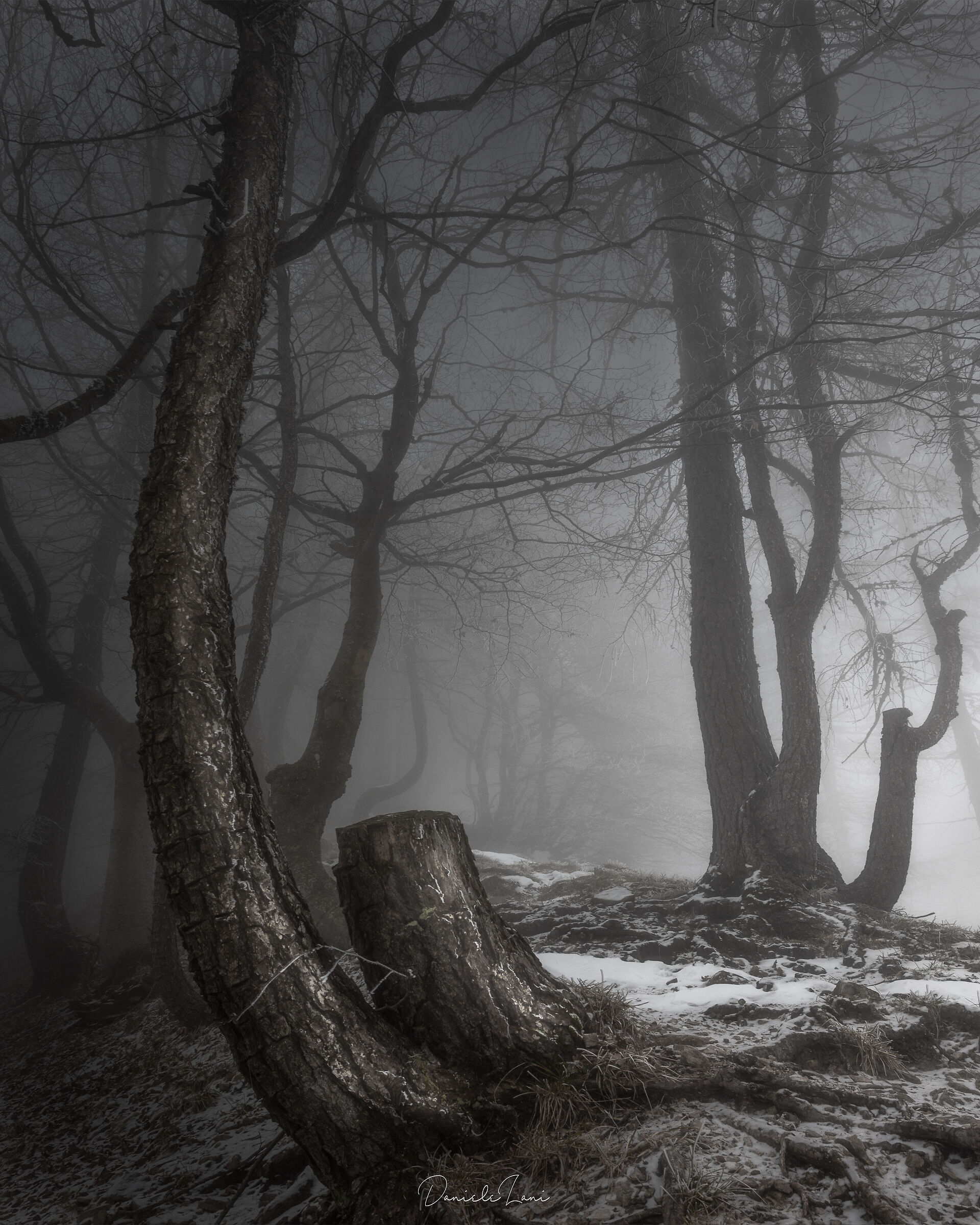 "Dark Forest"...