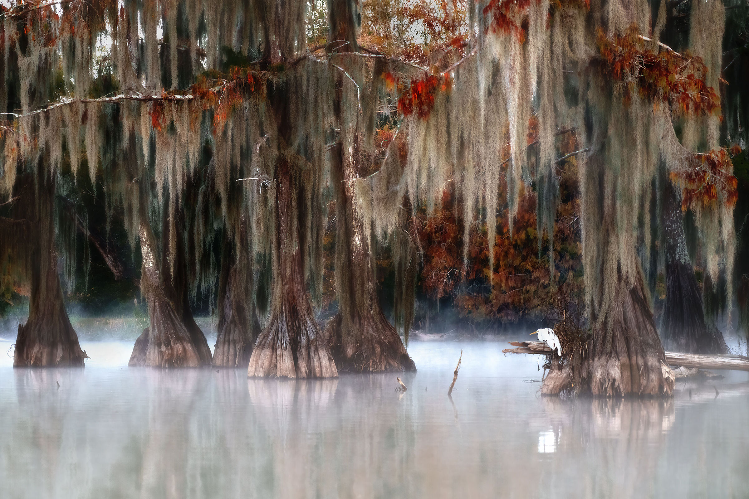 heron in Louisiana cypresses ...