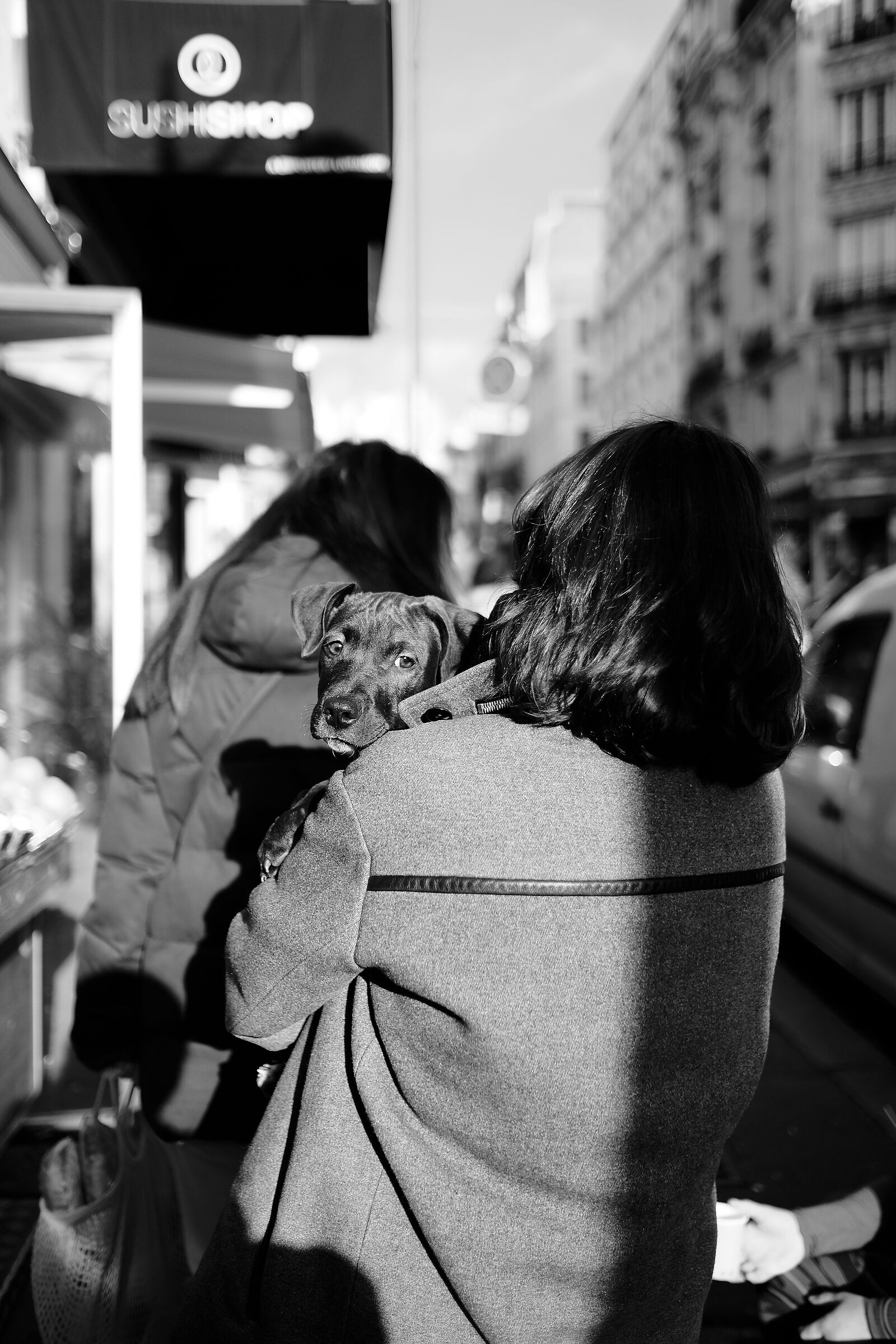 Dog's Eyes (Monmartre Paris)...