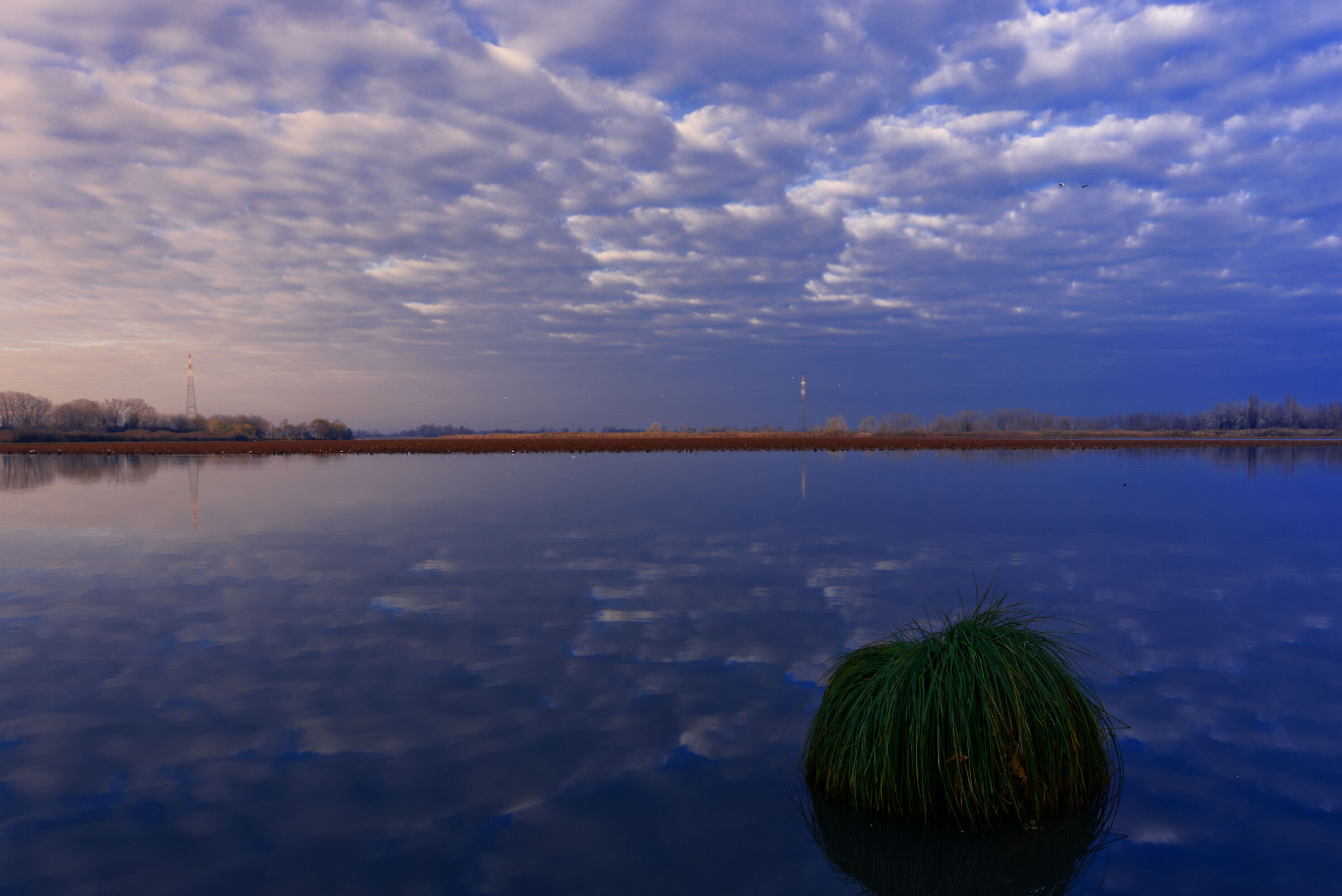 Un cespuglio in mezzo al lago osserva l'alba...