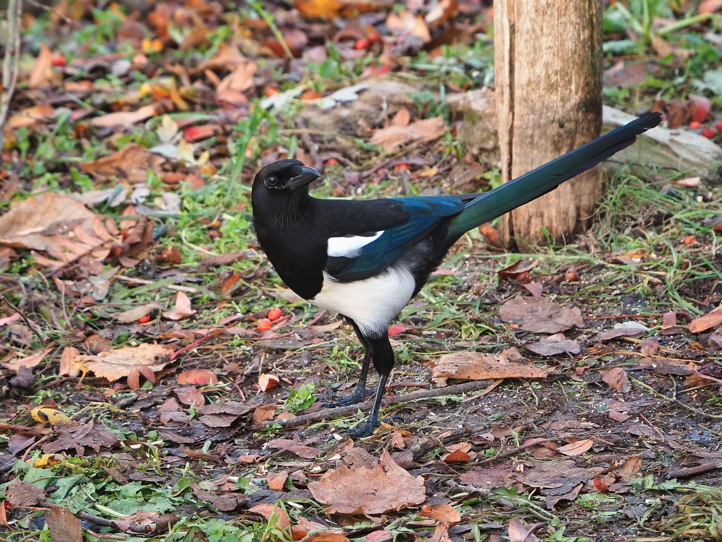 The colors of the Magpie...