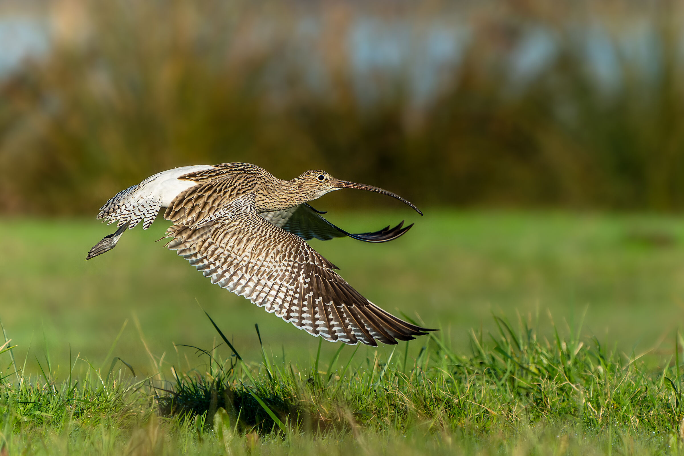 curlew greater...