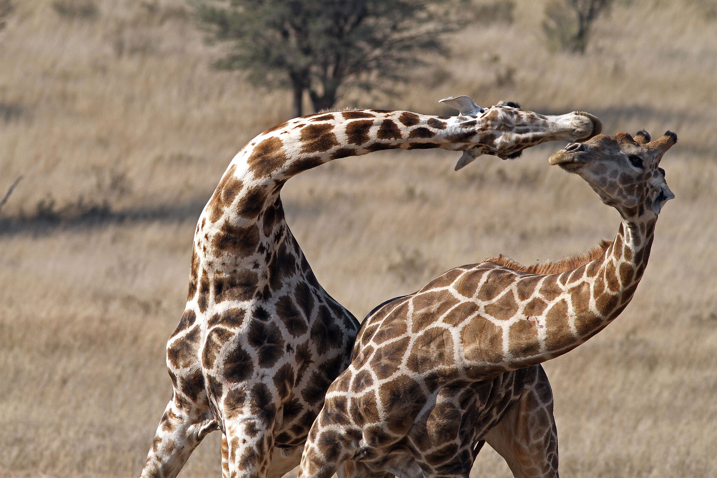 Giraffe Fight (Naz Kgaladi Park)...