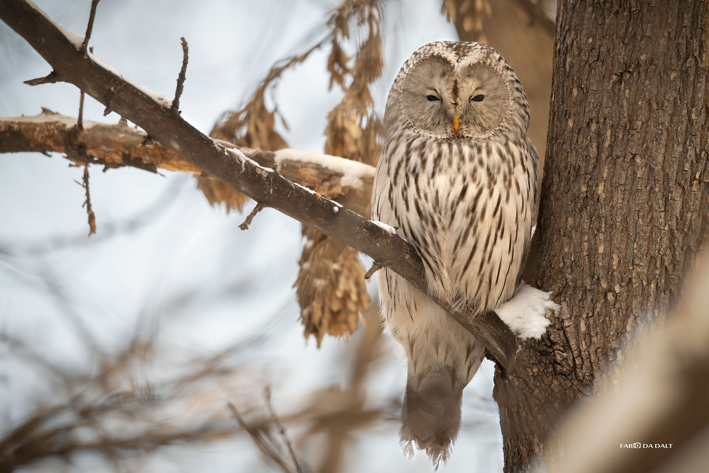 Ural tawny owl...