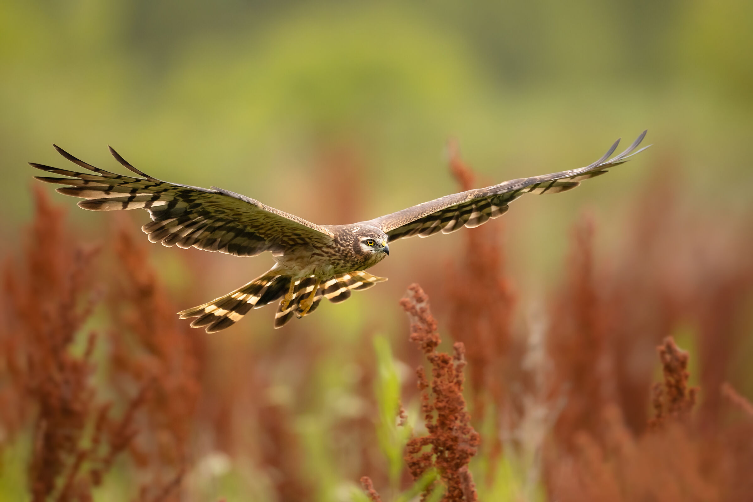 Female Lesser Harrier...