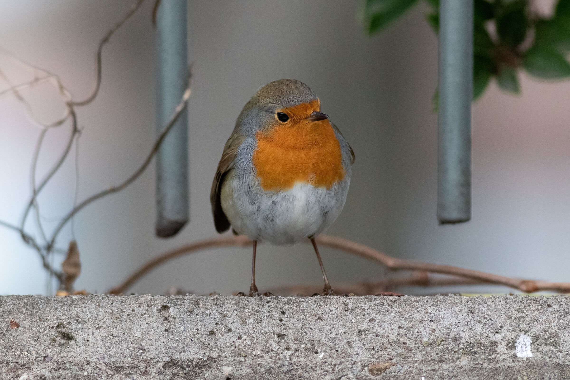 Throned robin...