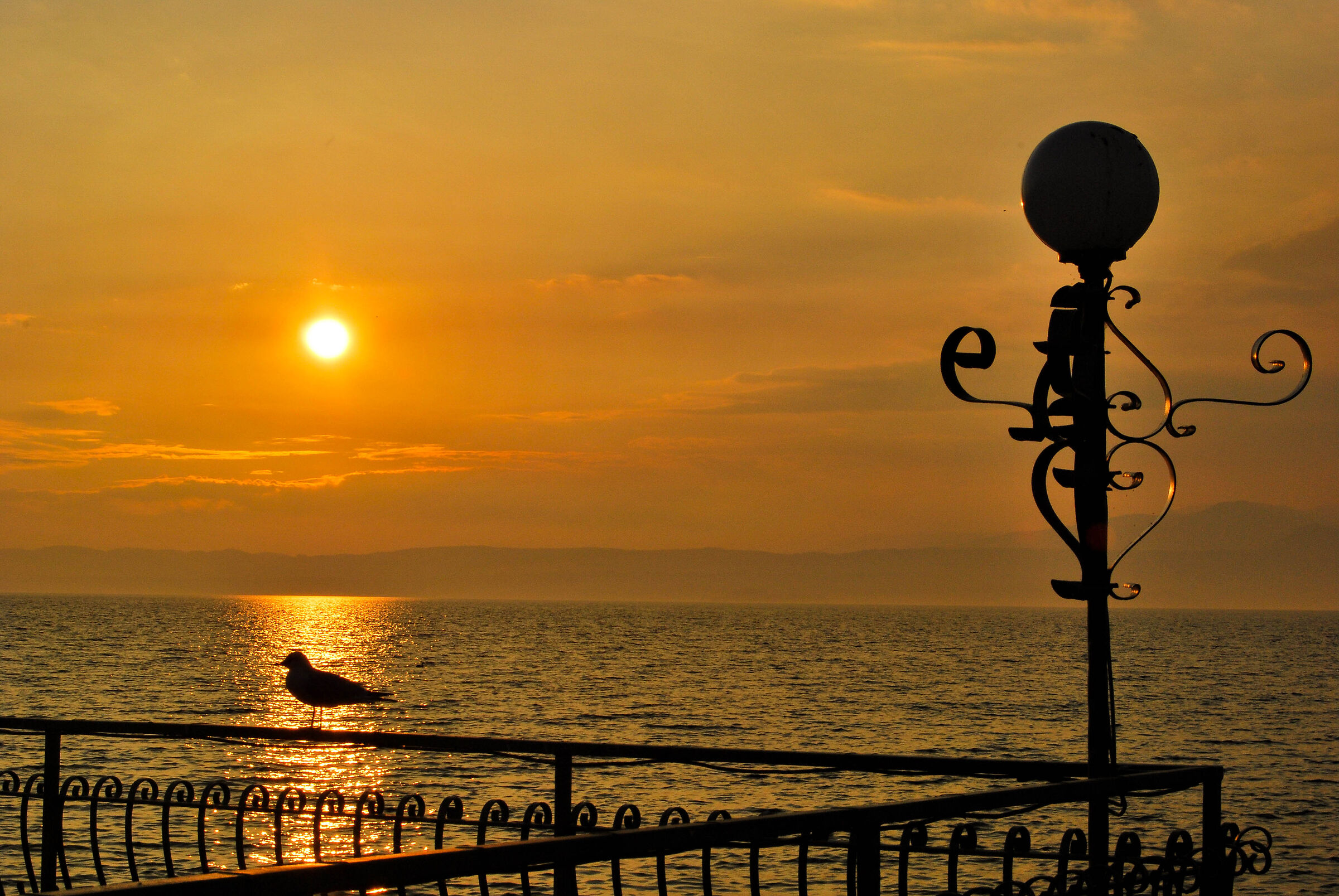 Seagull at sunset - Torri del Benaco...