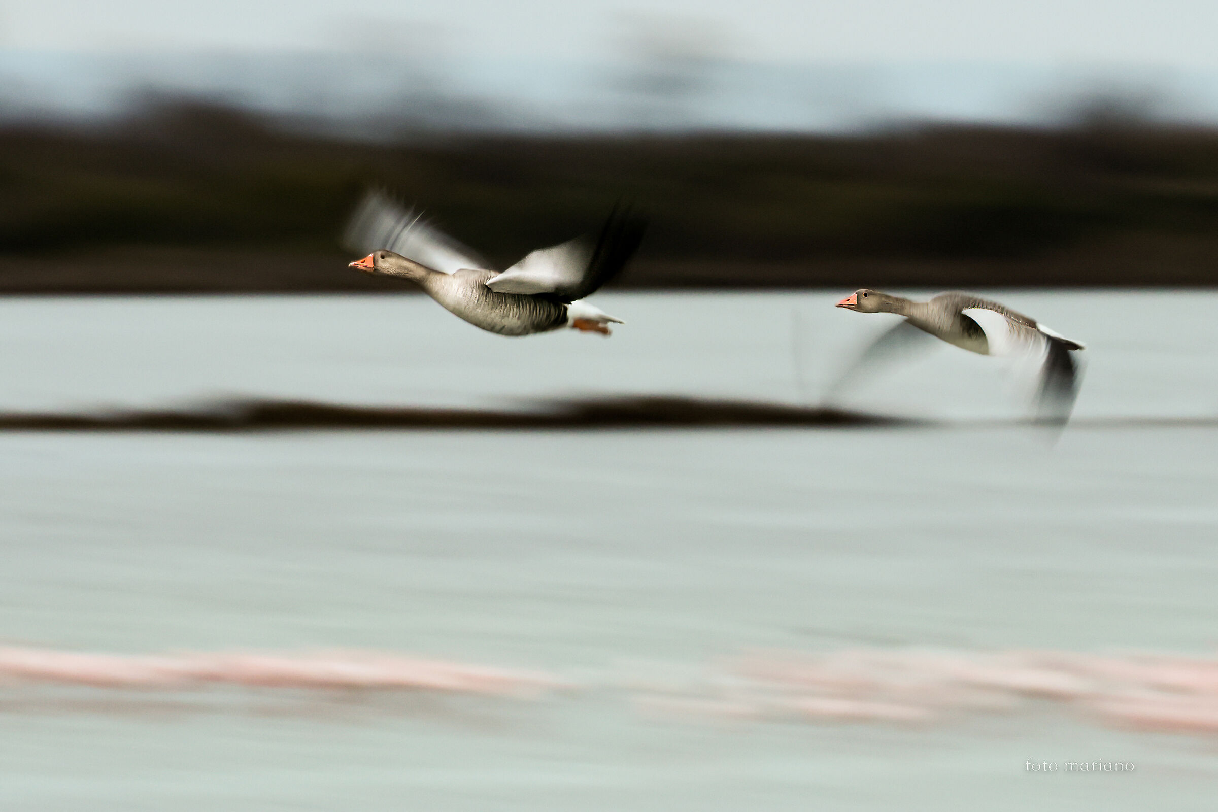 Geese in flight...