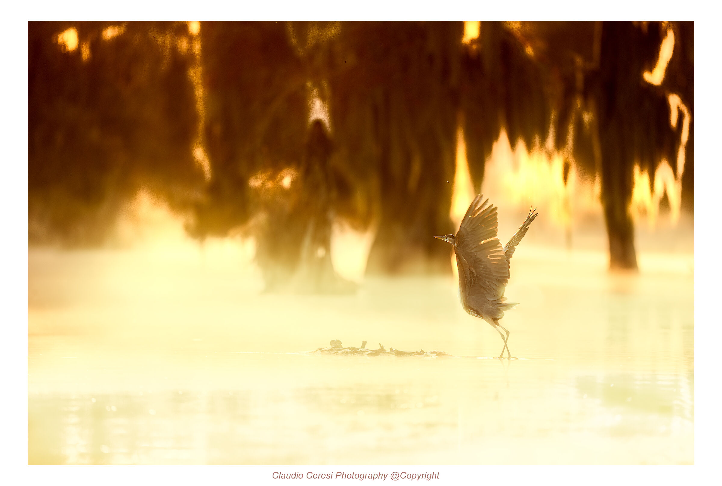 Detachment of the blue heron at dawn in the mist ...