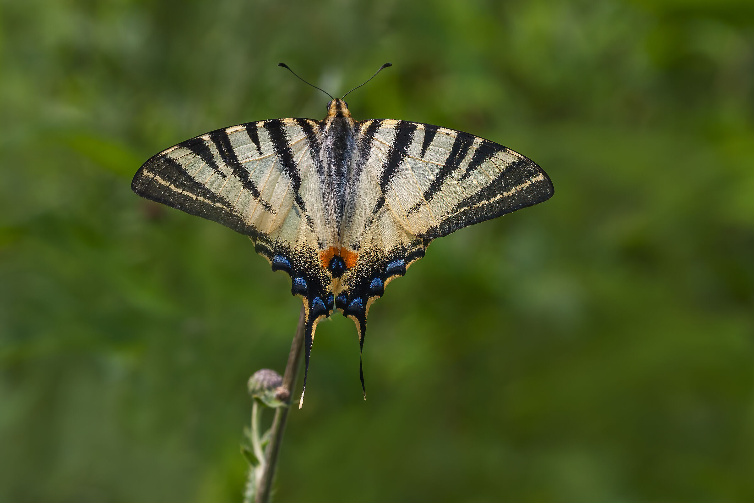 Scarce swallowtail...