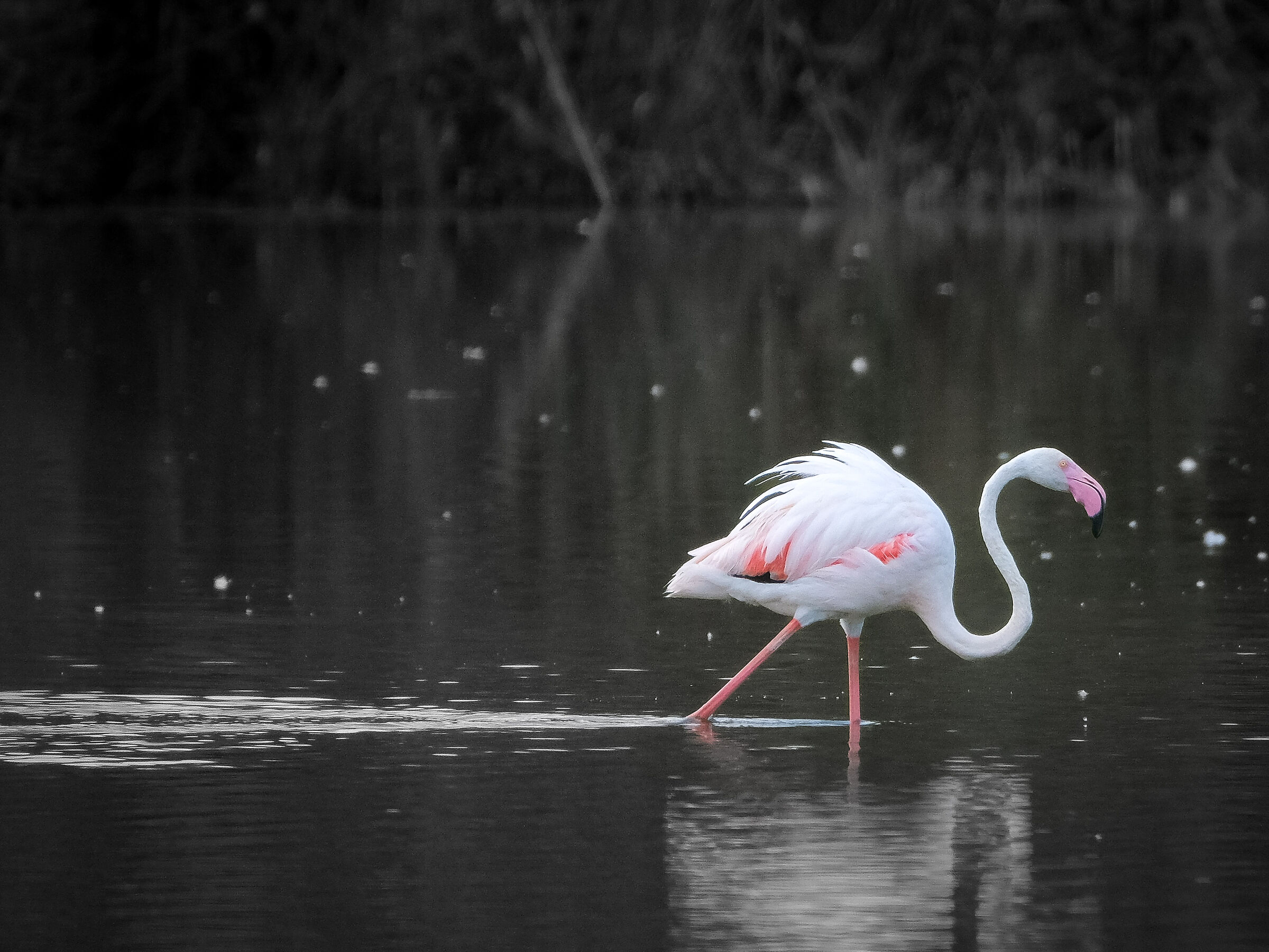 Saturated flamingo...