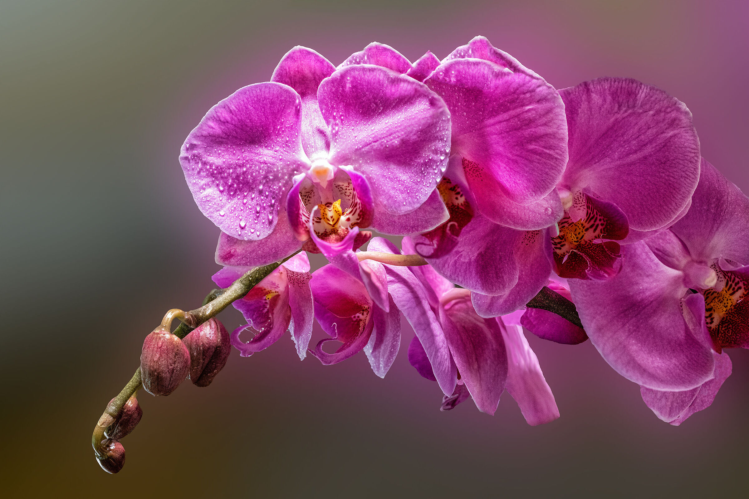 Pink orchids...