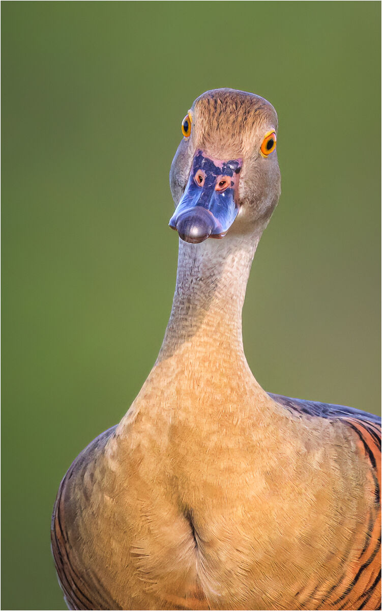 Whistling Duck...