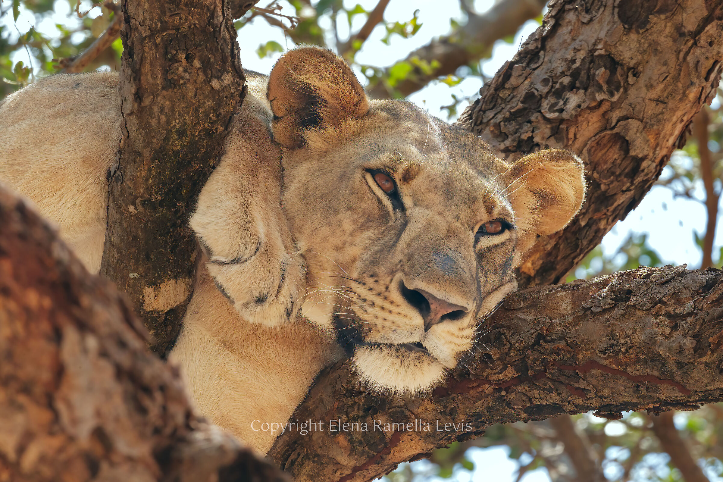 Snoozing on a tree......