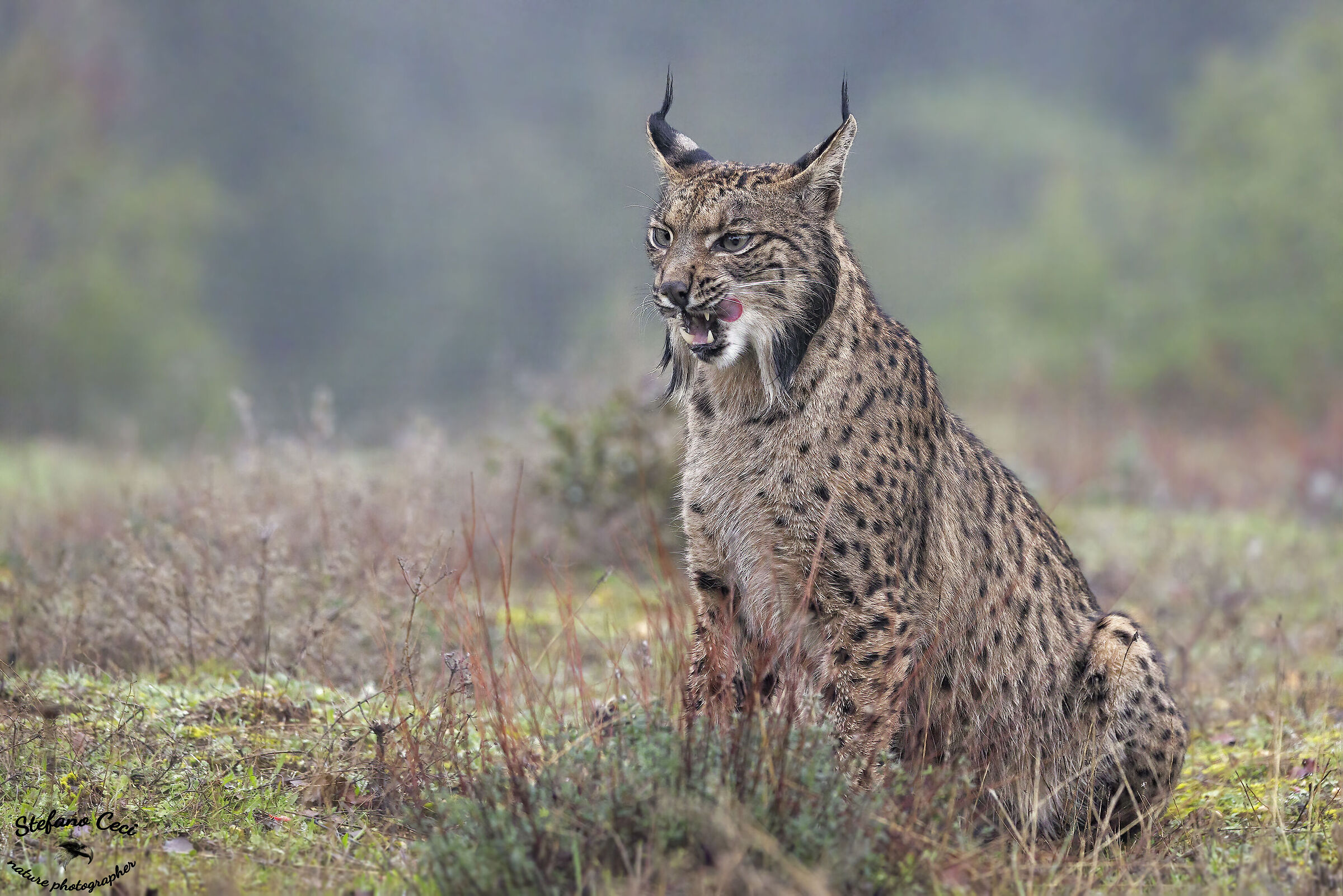 Iberian lynx male...