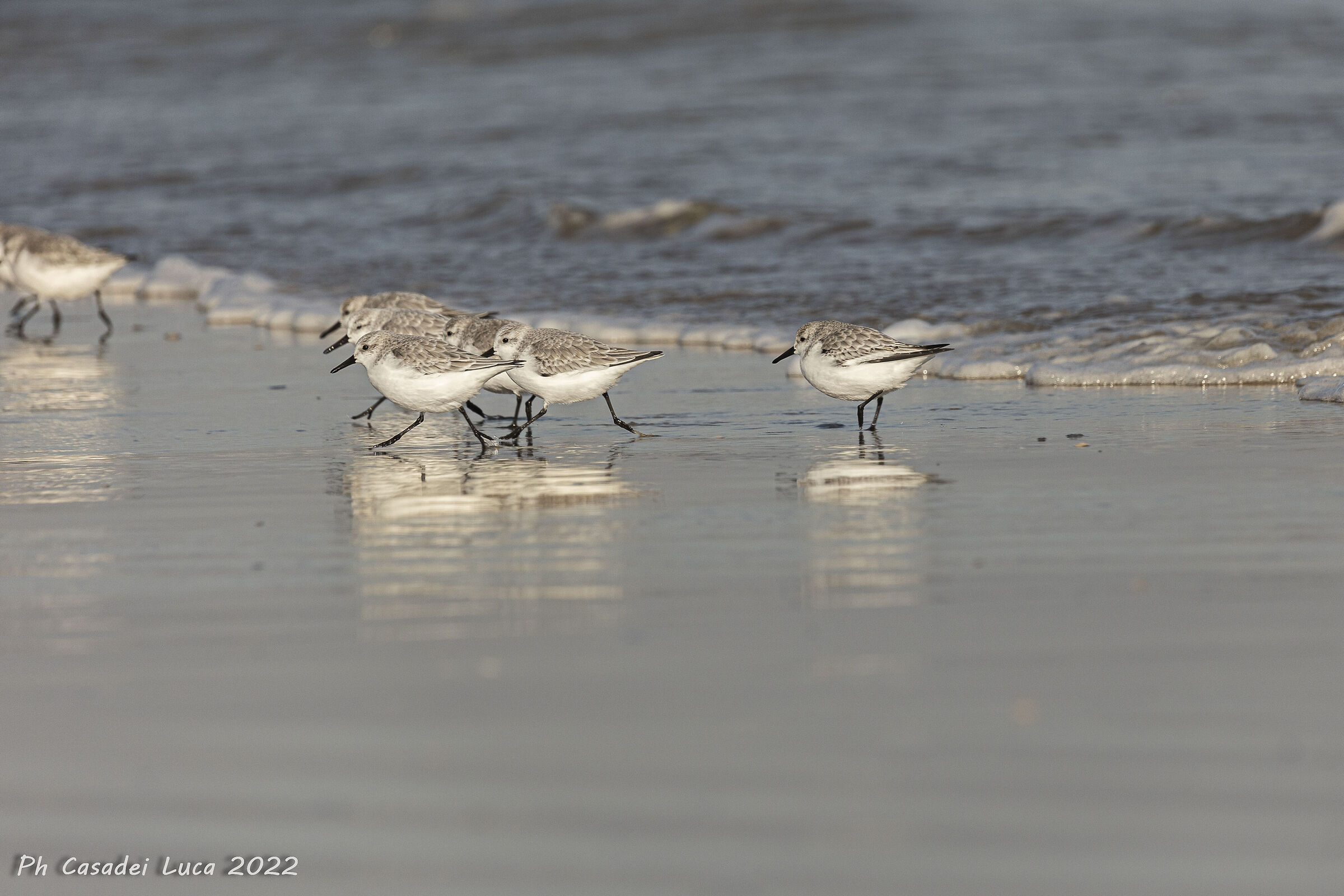 Sandpipers...