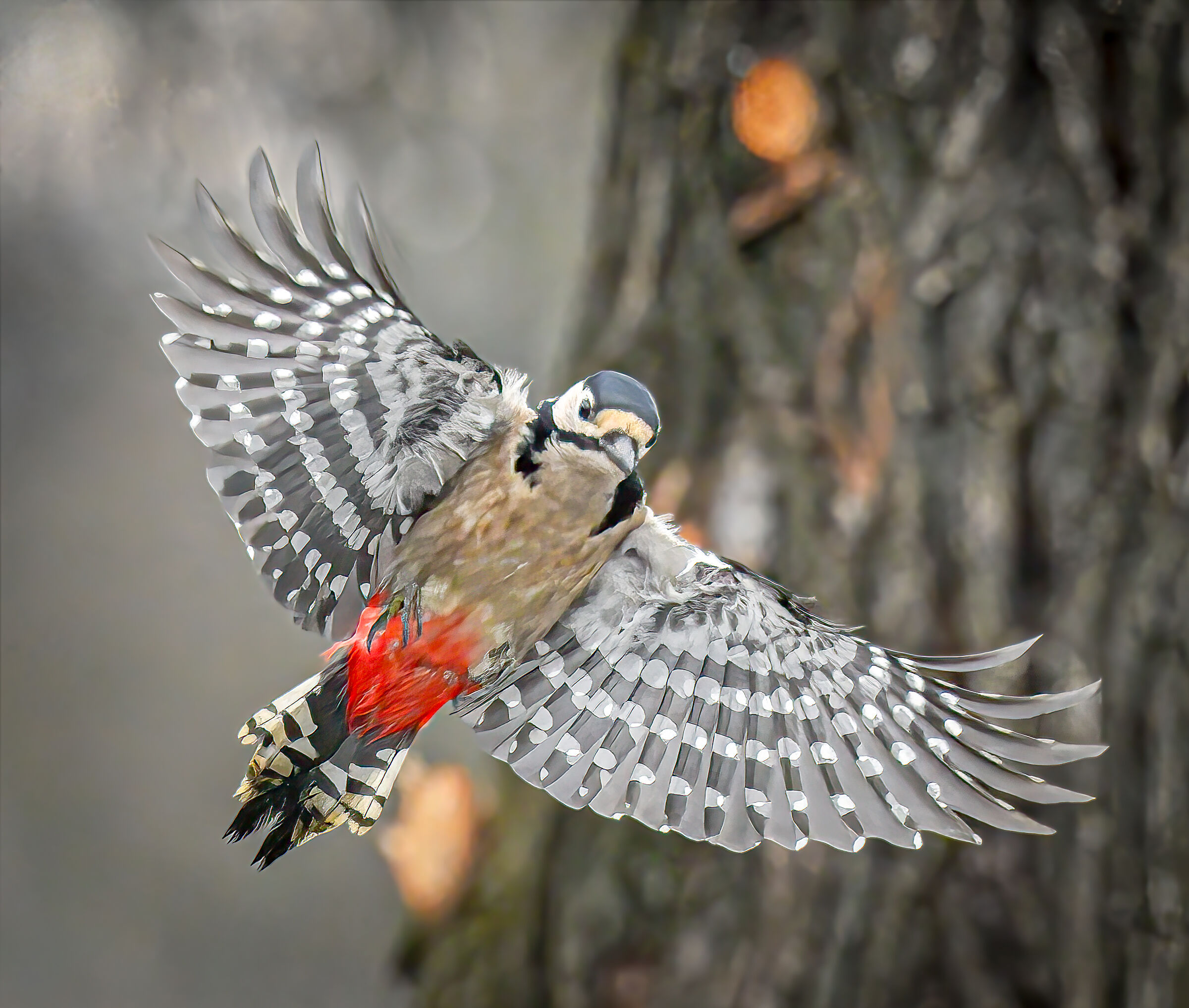 Great spotted woodpecker - flight...