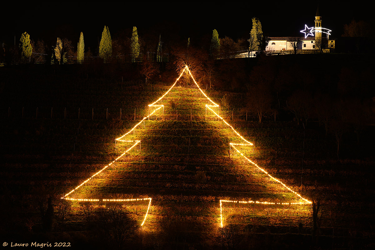 The fir tree among the vineyards - Christmas in St. Gallen...