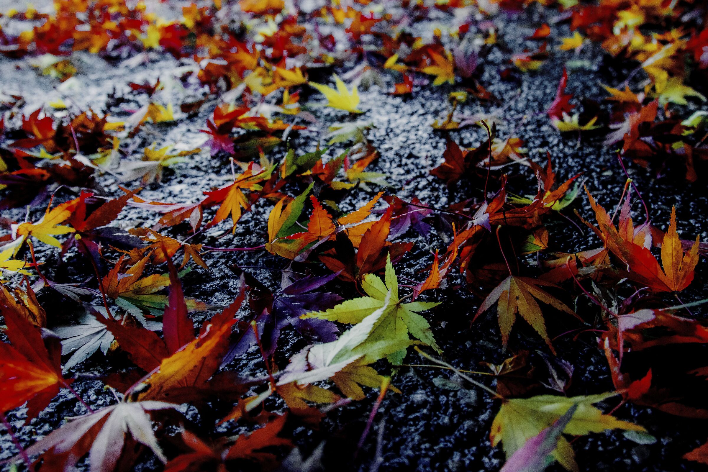 Fallen leaves ...