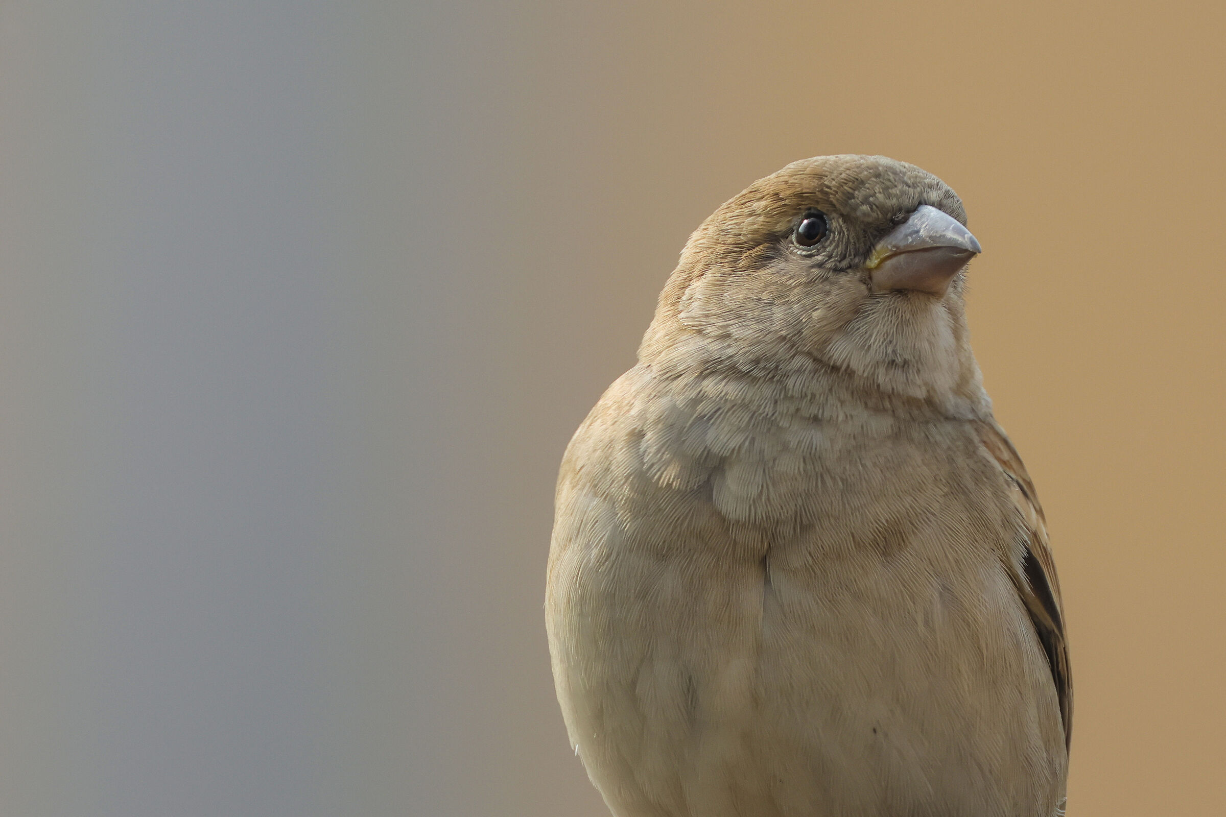 Sparrow Portrait...