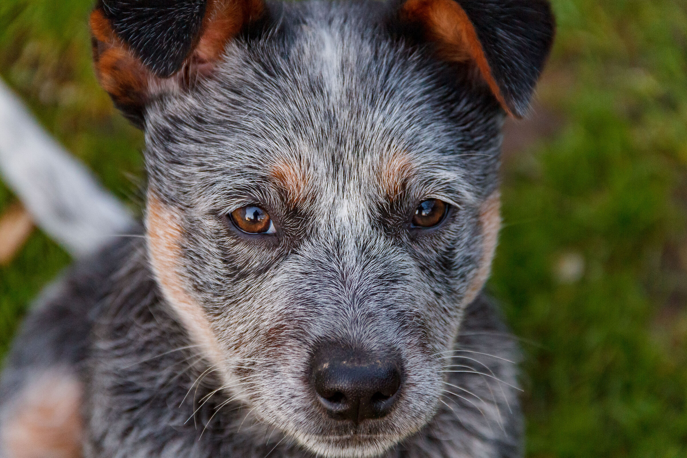 Pedro, Australian Cattle Dog puppy....