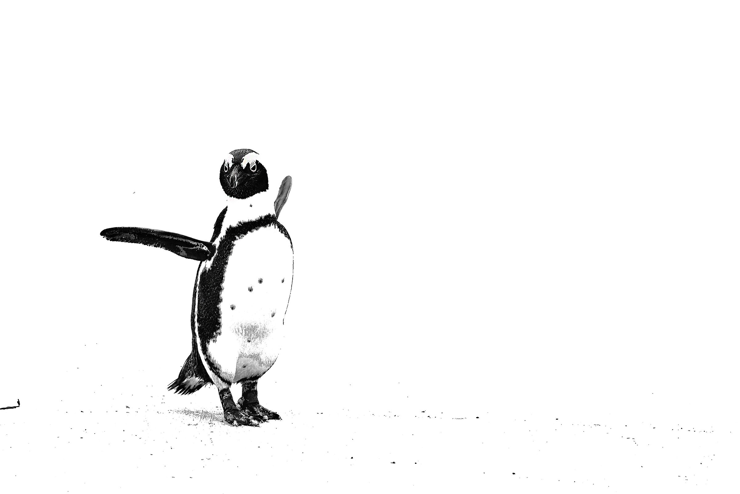 Pinguino del Capo (Spheniscus demersus)...