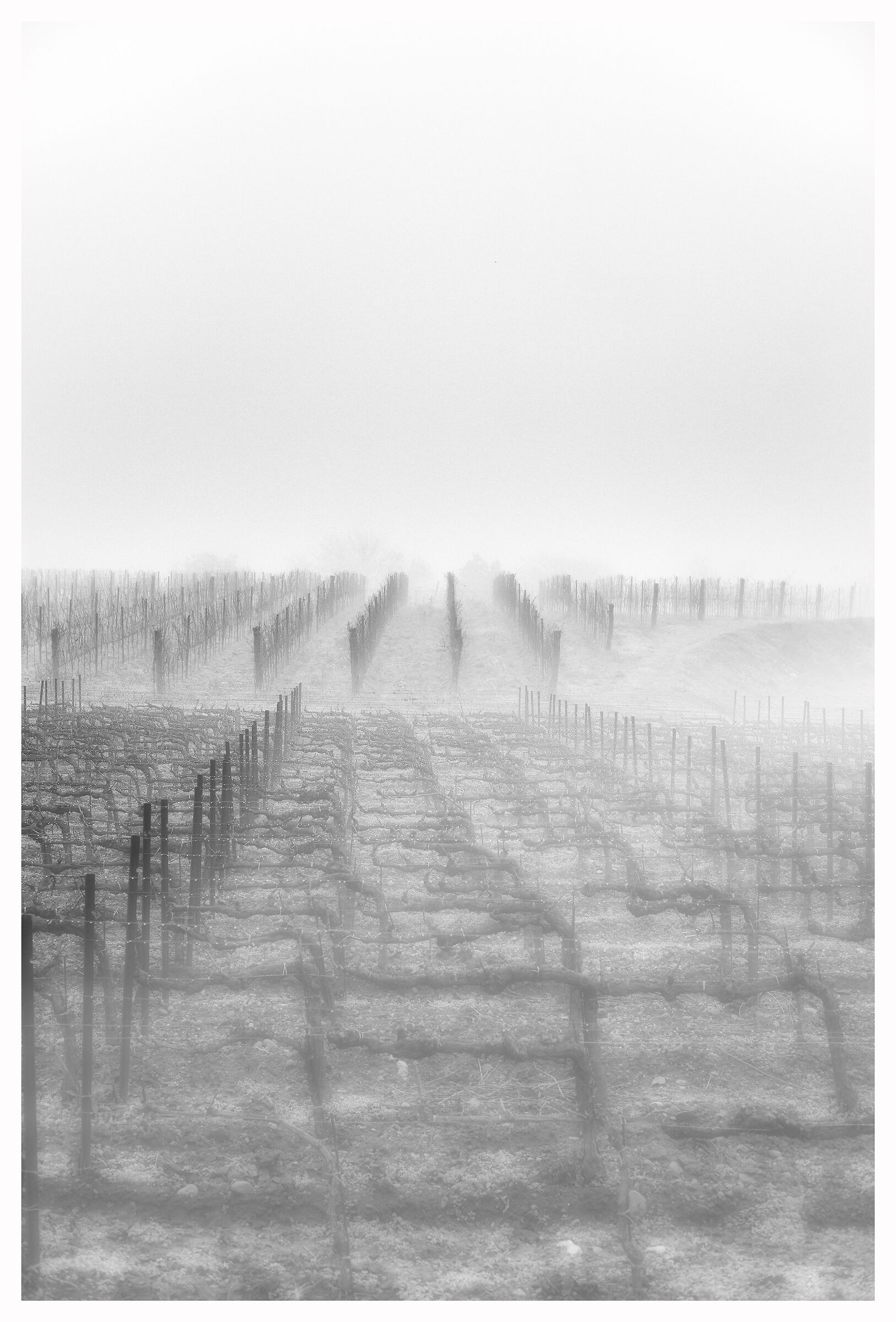 Foggy vineyards...