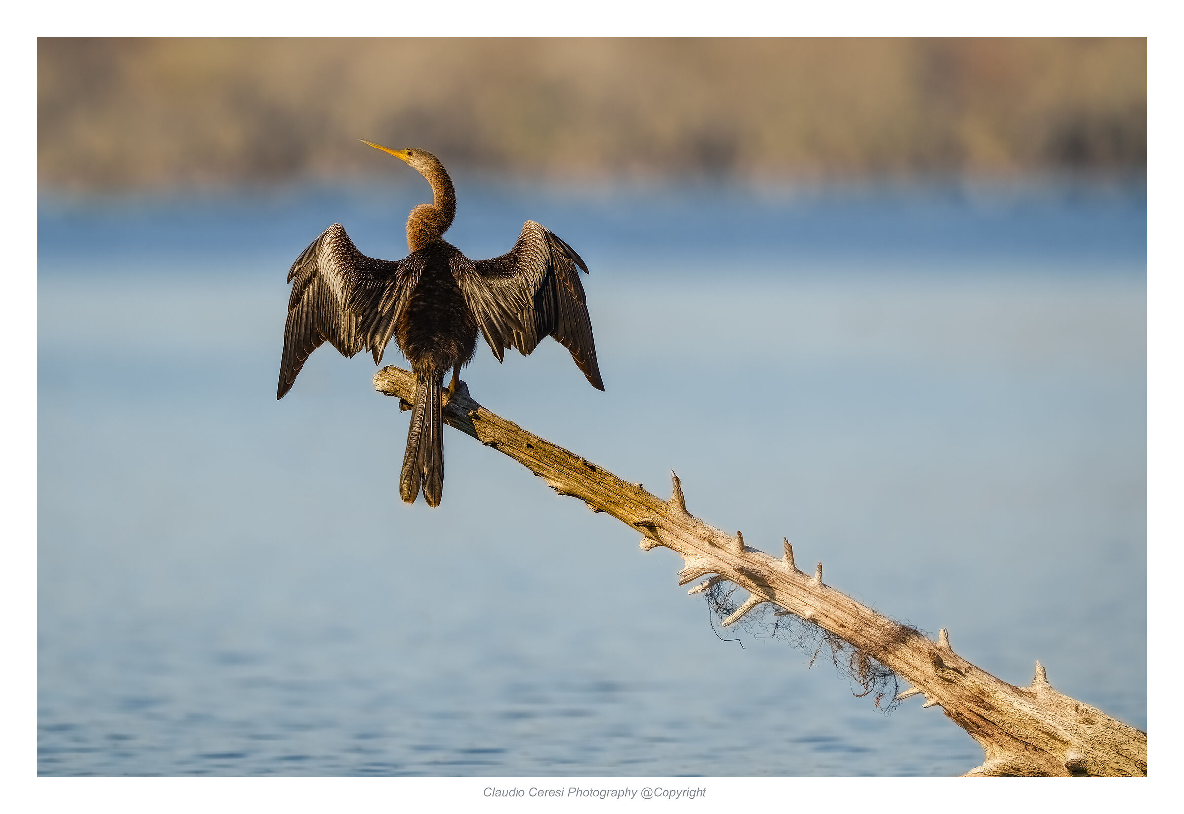 Double-crested Cormorant (Phalacrocorax auritus)...