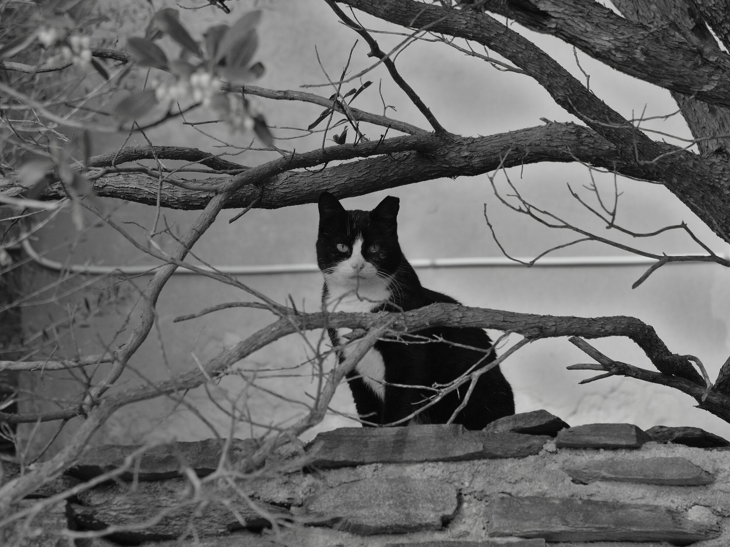 Nerina in the branches...