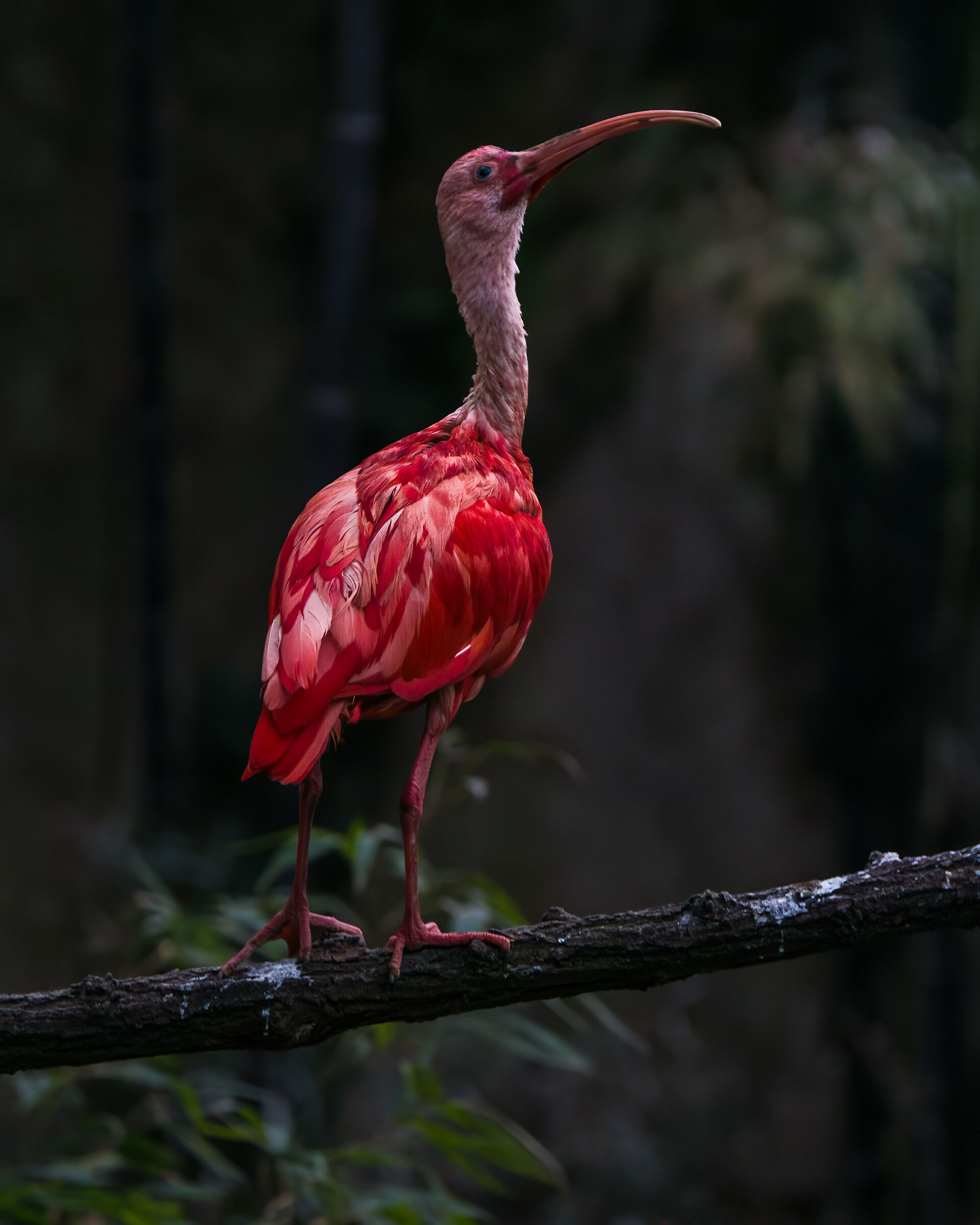 ibis scarlatto...