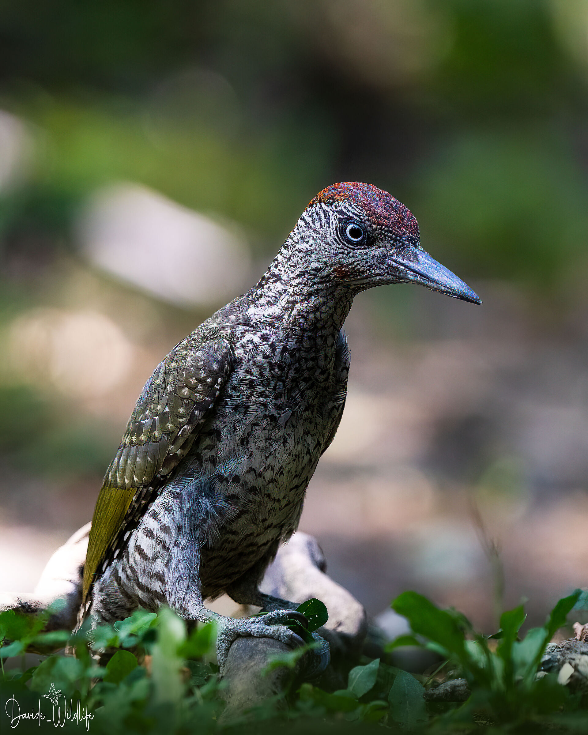 Young green woodpecker ...