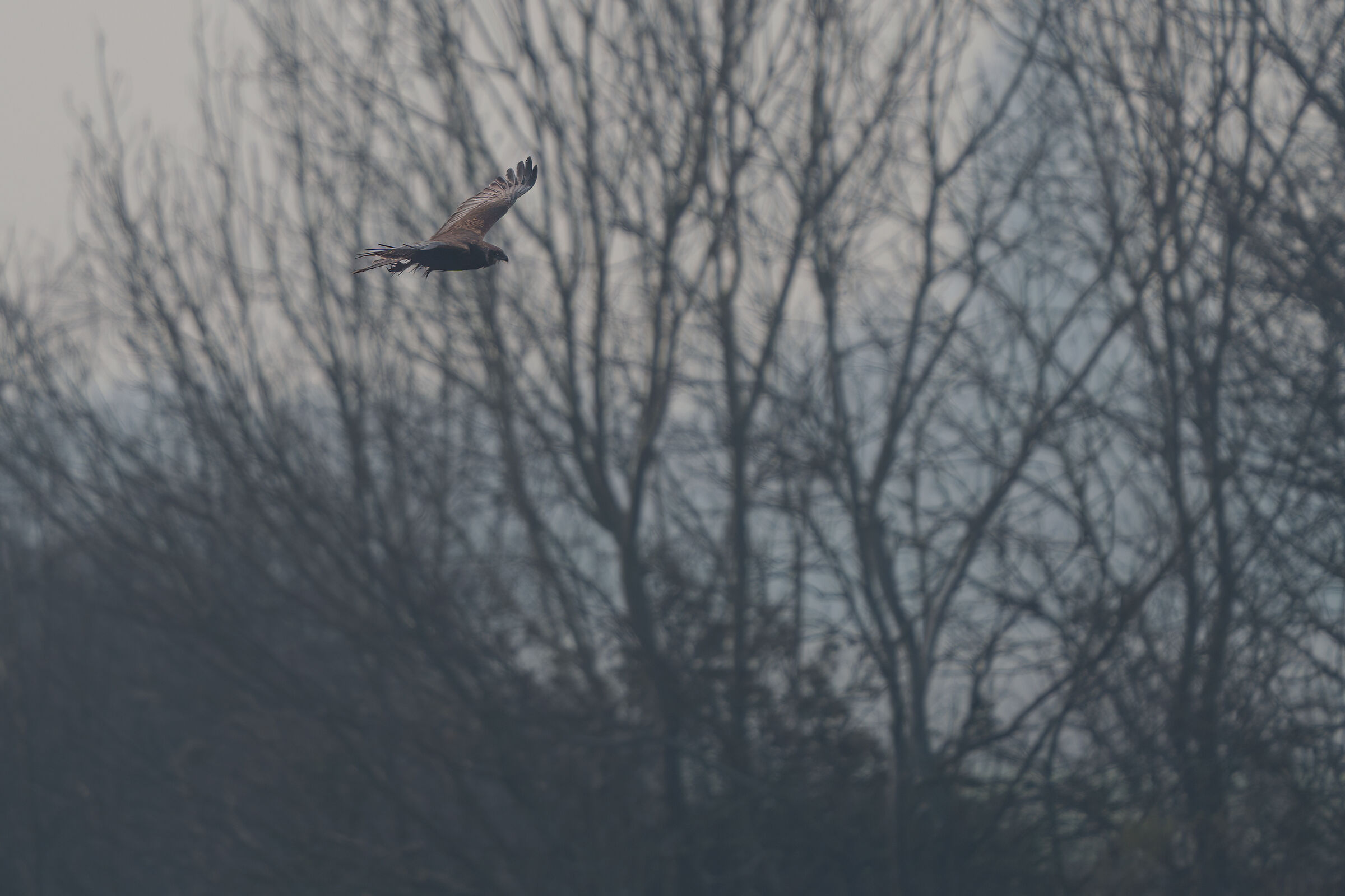 Falco di palude a caccia tra la nebbia...