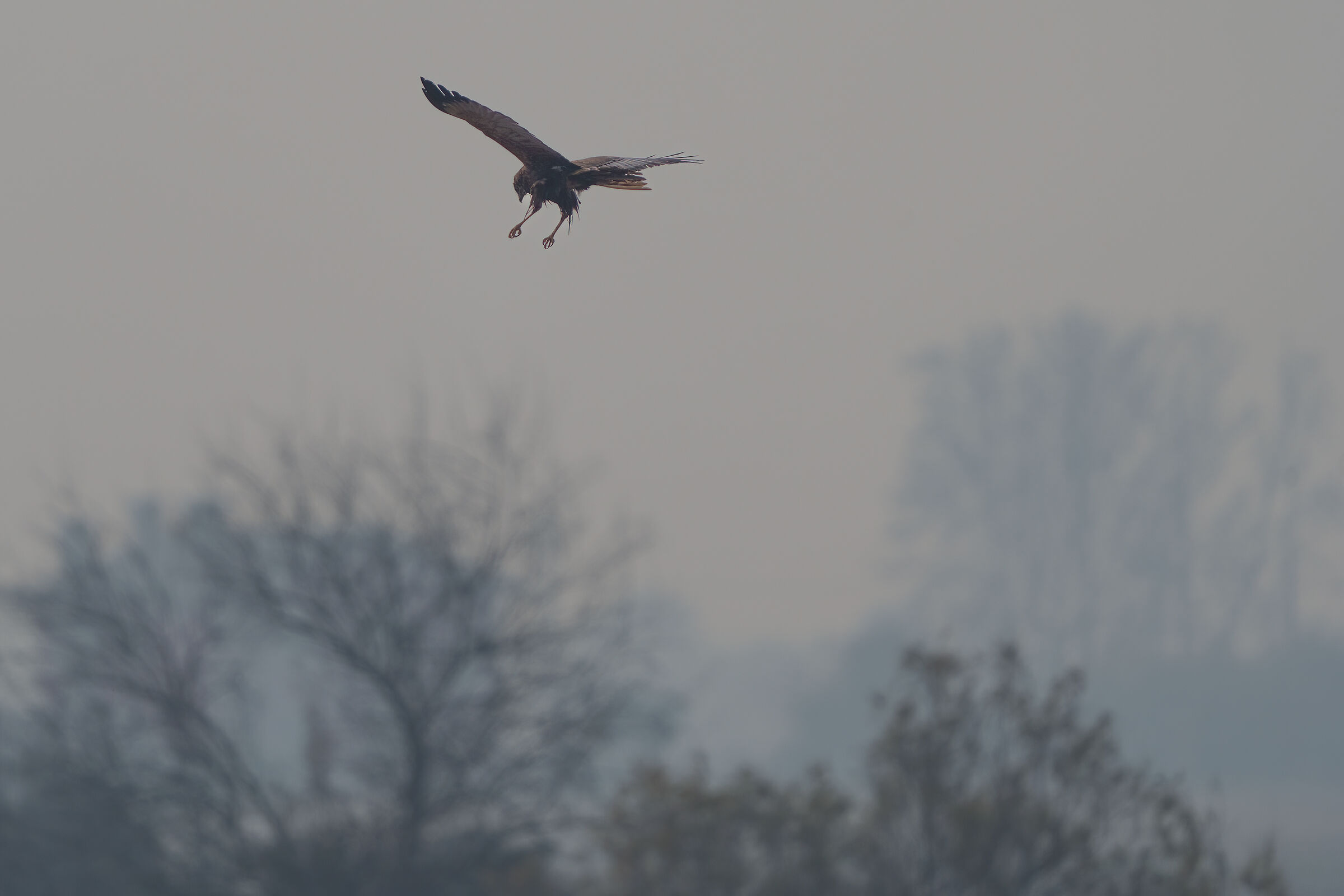 Marsh harrier hunting in the fog...