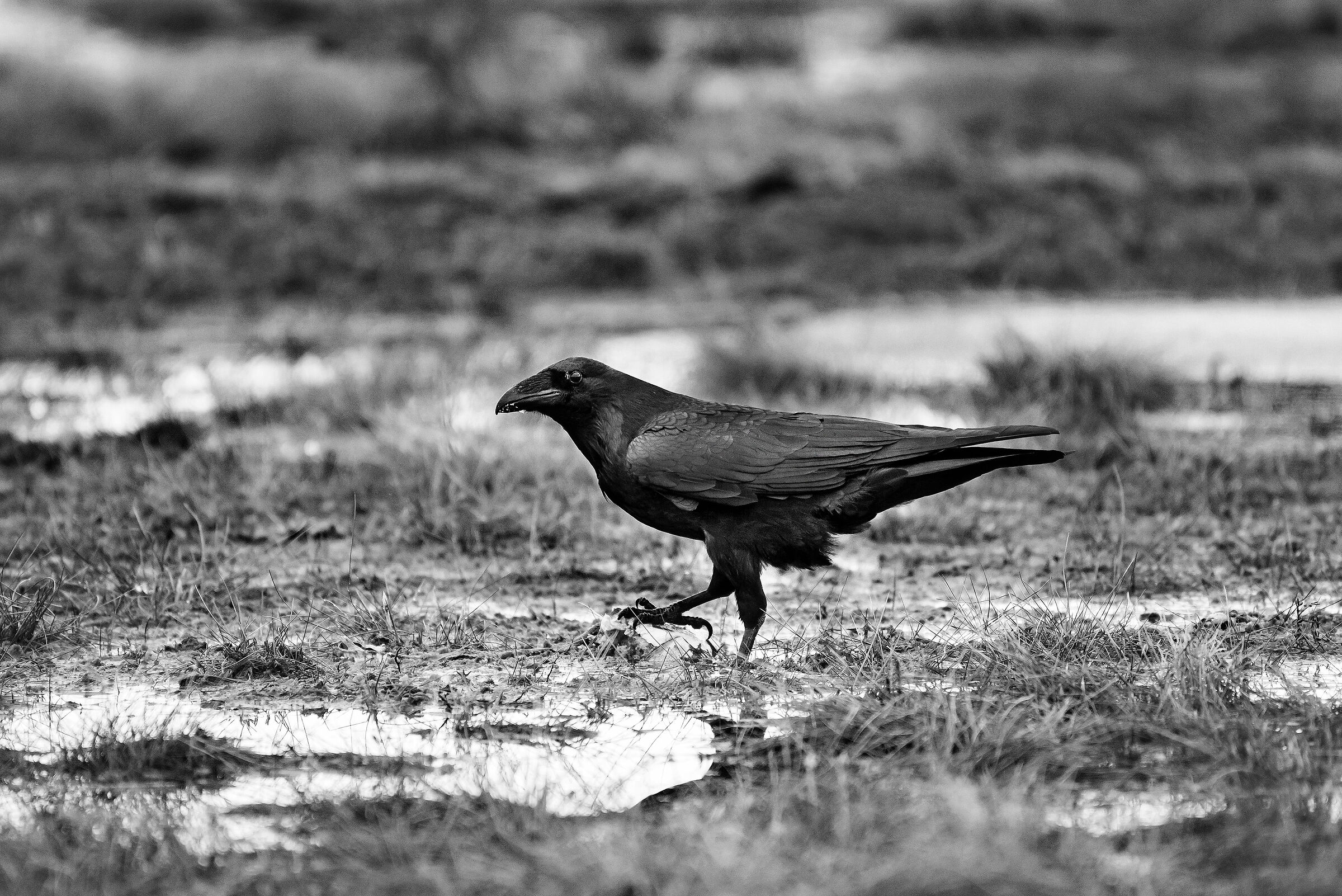 Imperial raven (Corvus corax)...