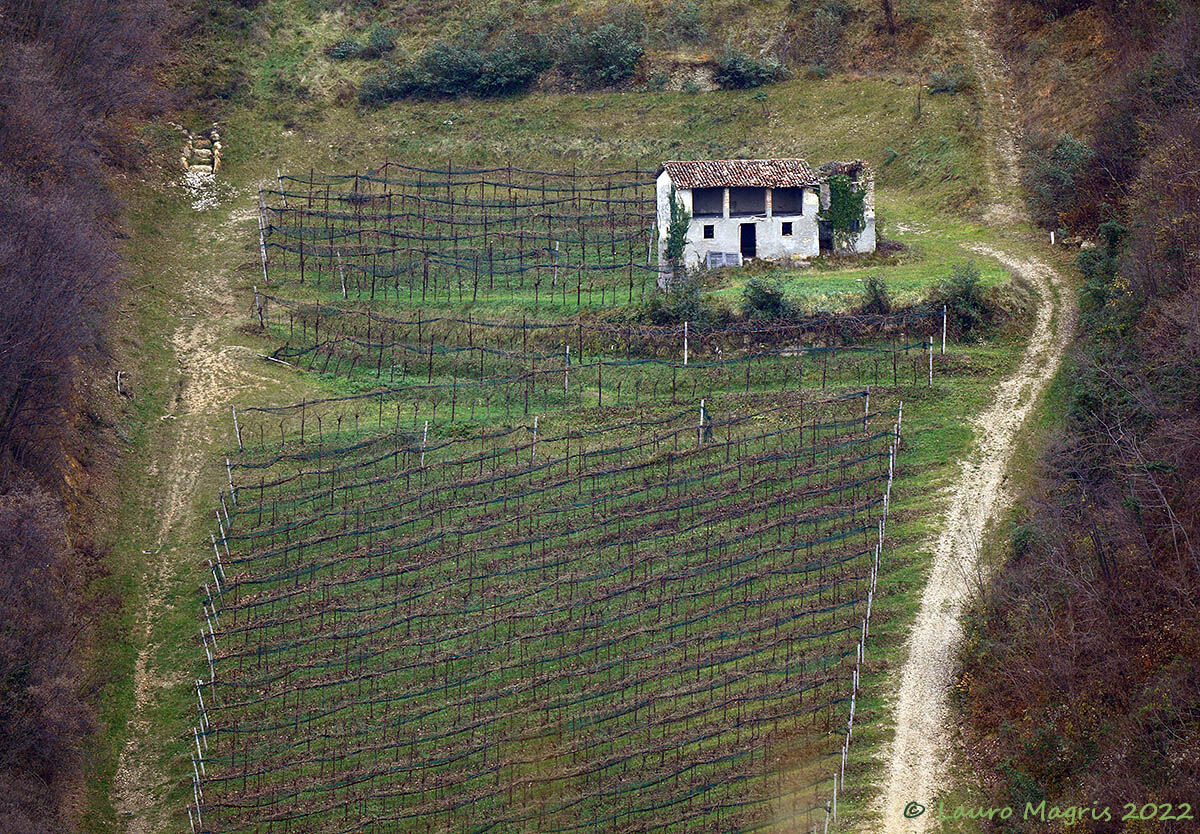 Steep vineyard...