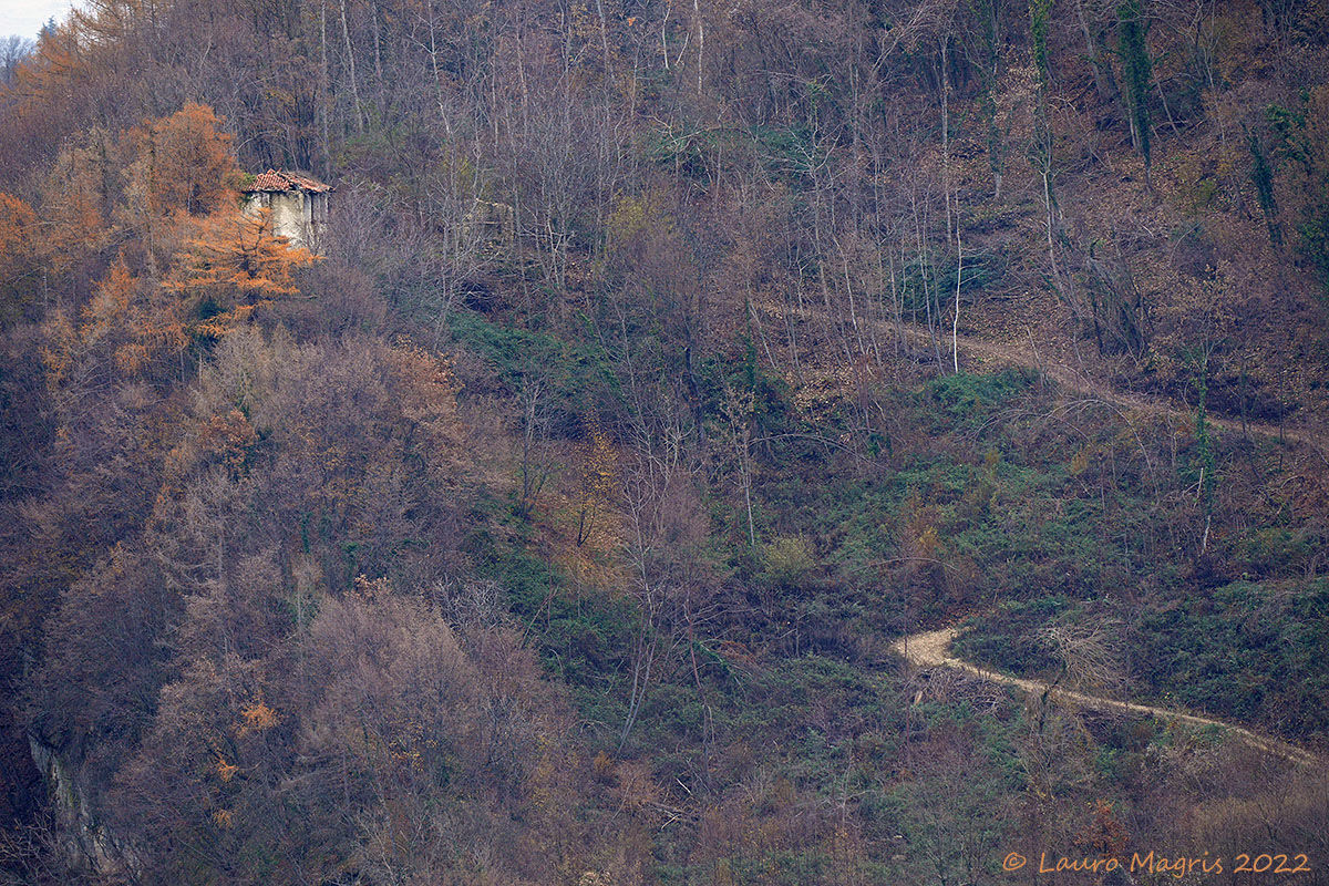 A house in the woods...