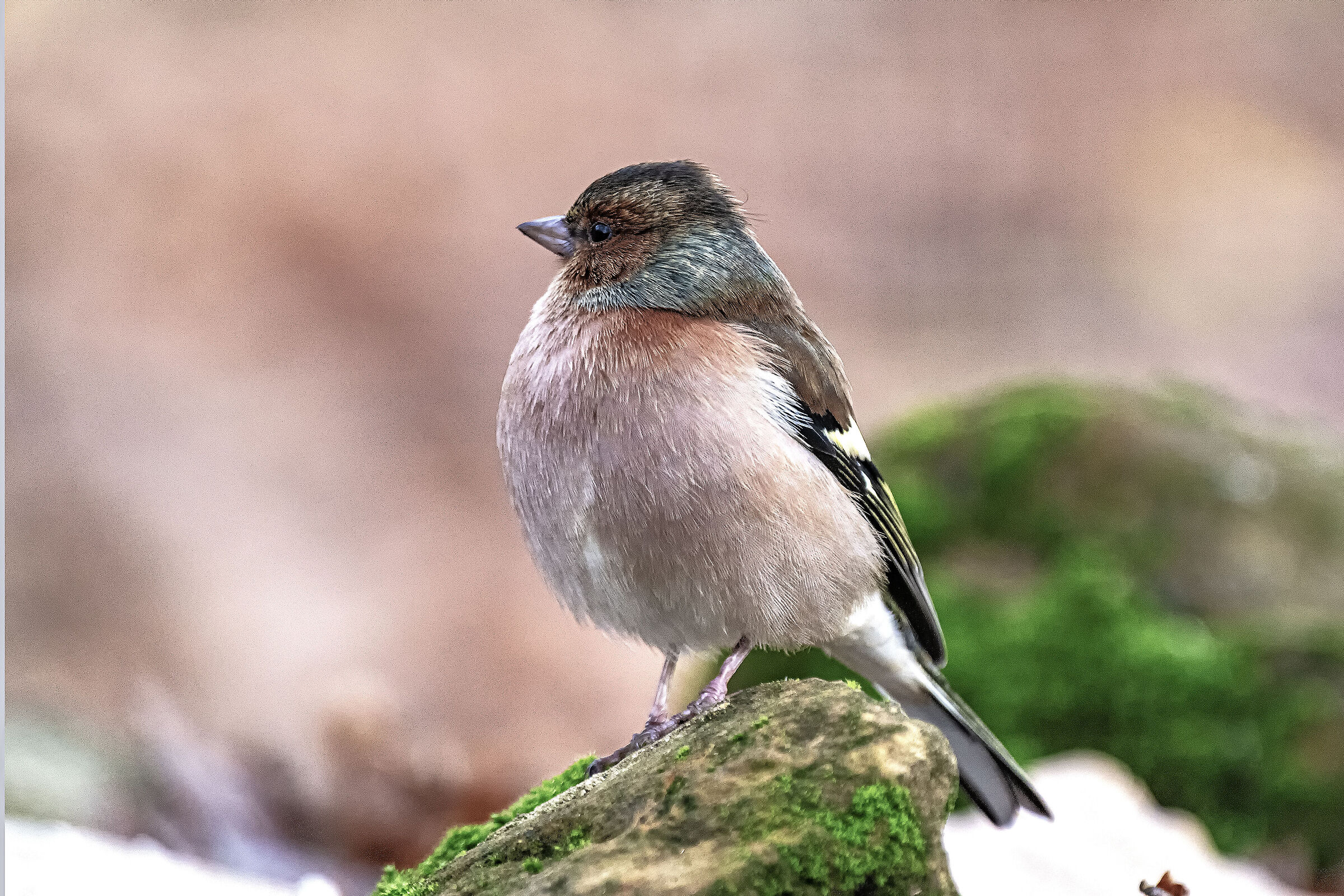 The Chaffinch...