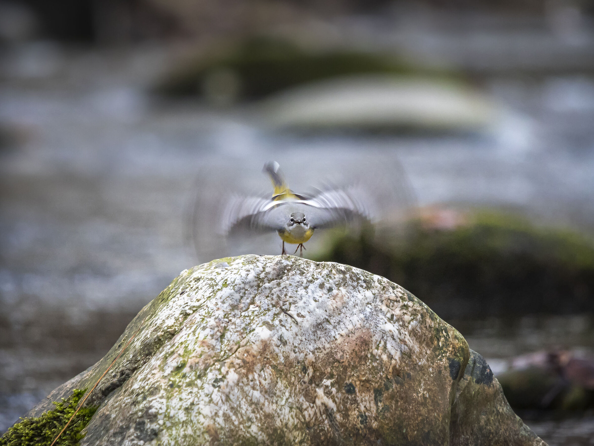 Yellow wagtail in flight...