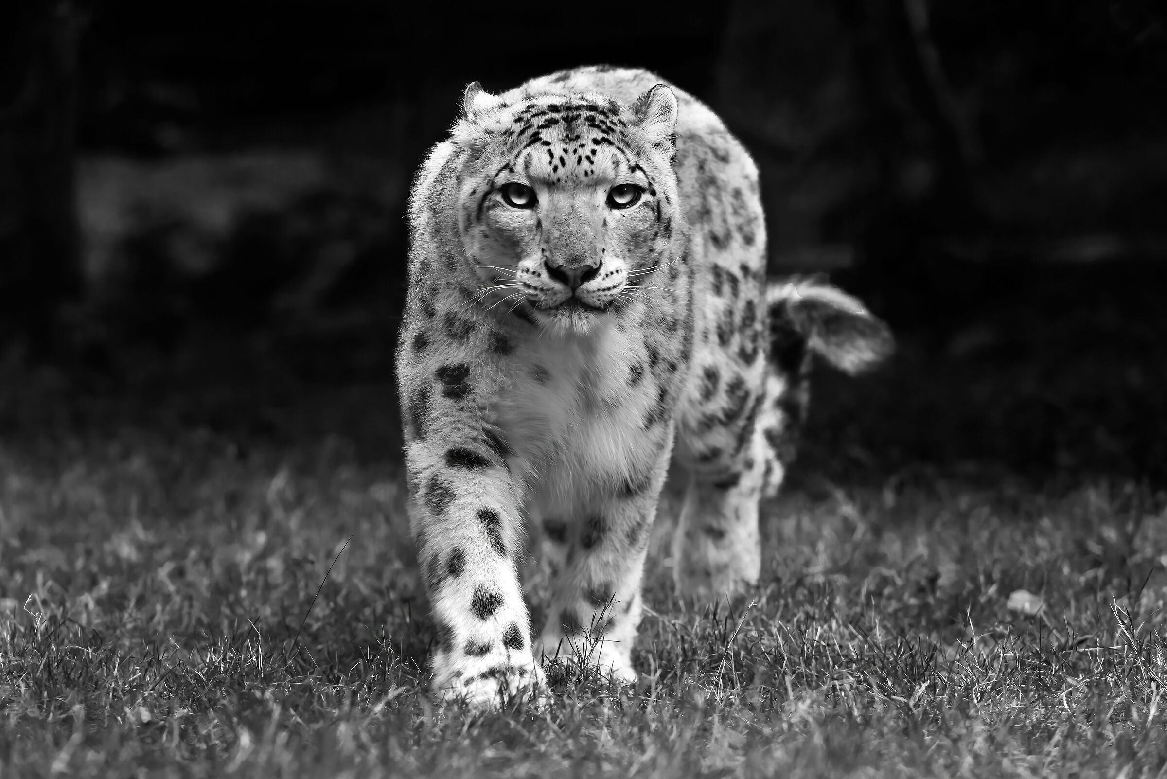 Leopardo delle nevi (Panthera uncia)...